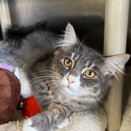 Enlarge Tinee, a ADOPTABLE Domestic Medium Hair in Honesdale, PA image 2/4