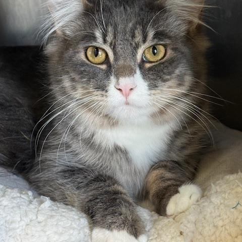 Tinee, ADOPTABLE, Young Male Domestic Medium Hair.