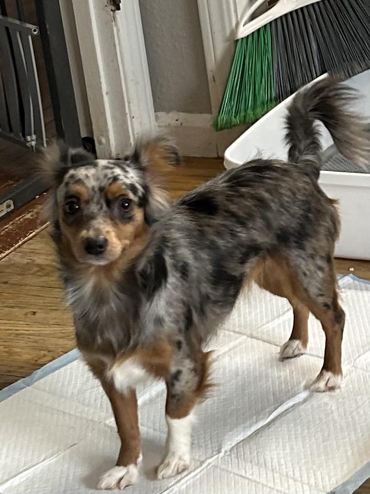Enlarge MOLLY (tiny mini), an adopted mixed breed in Elyria, OH image 4/5