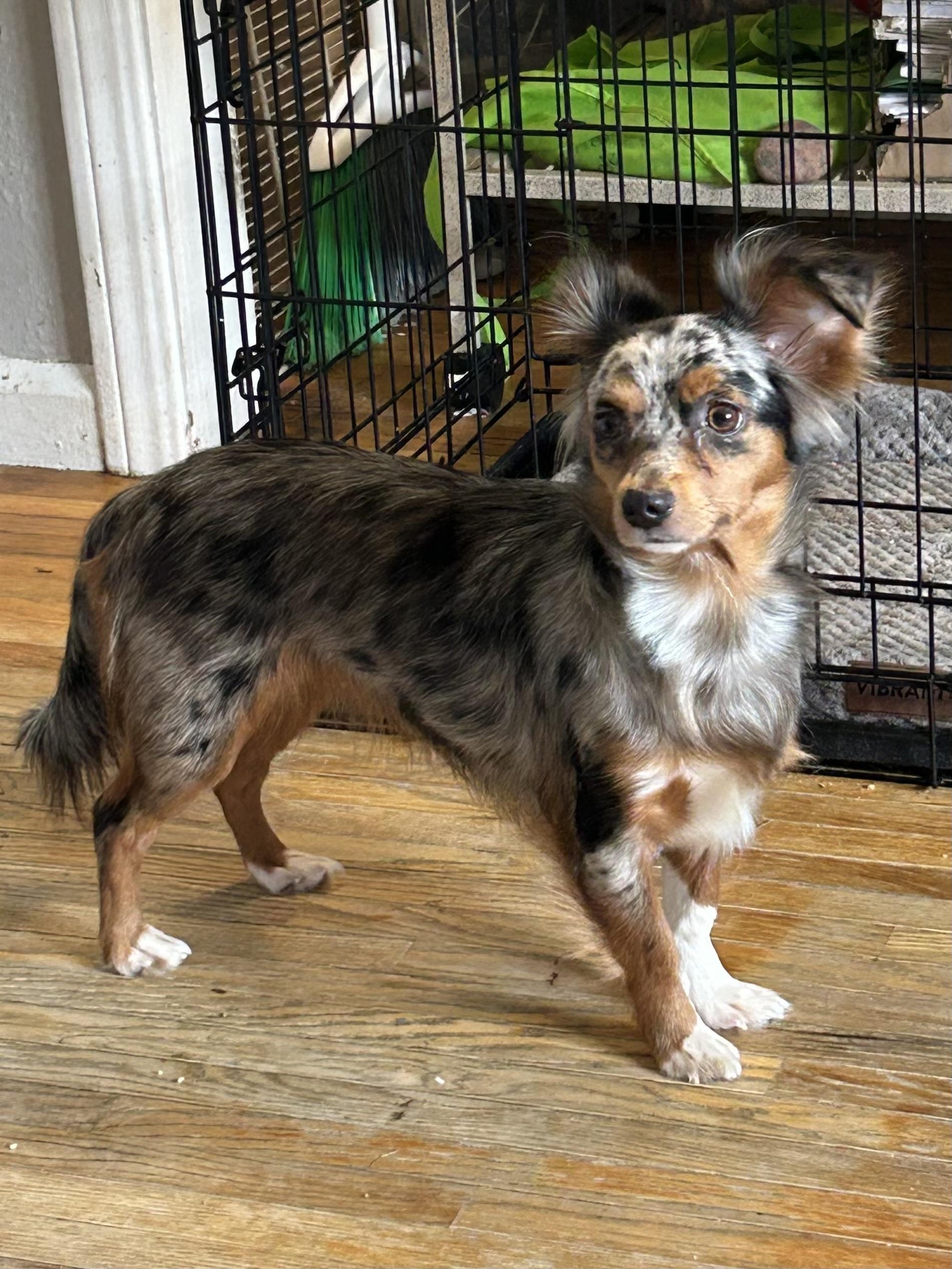 MOLLY (tiny mini), adopted, Young Female Australian Shepherd & Chihuahua.