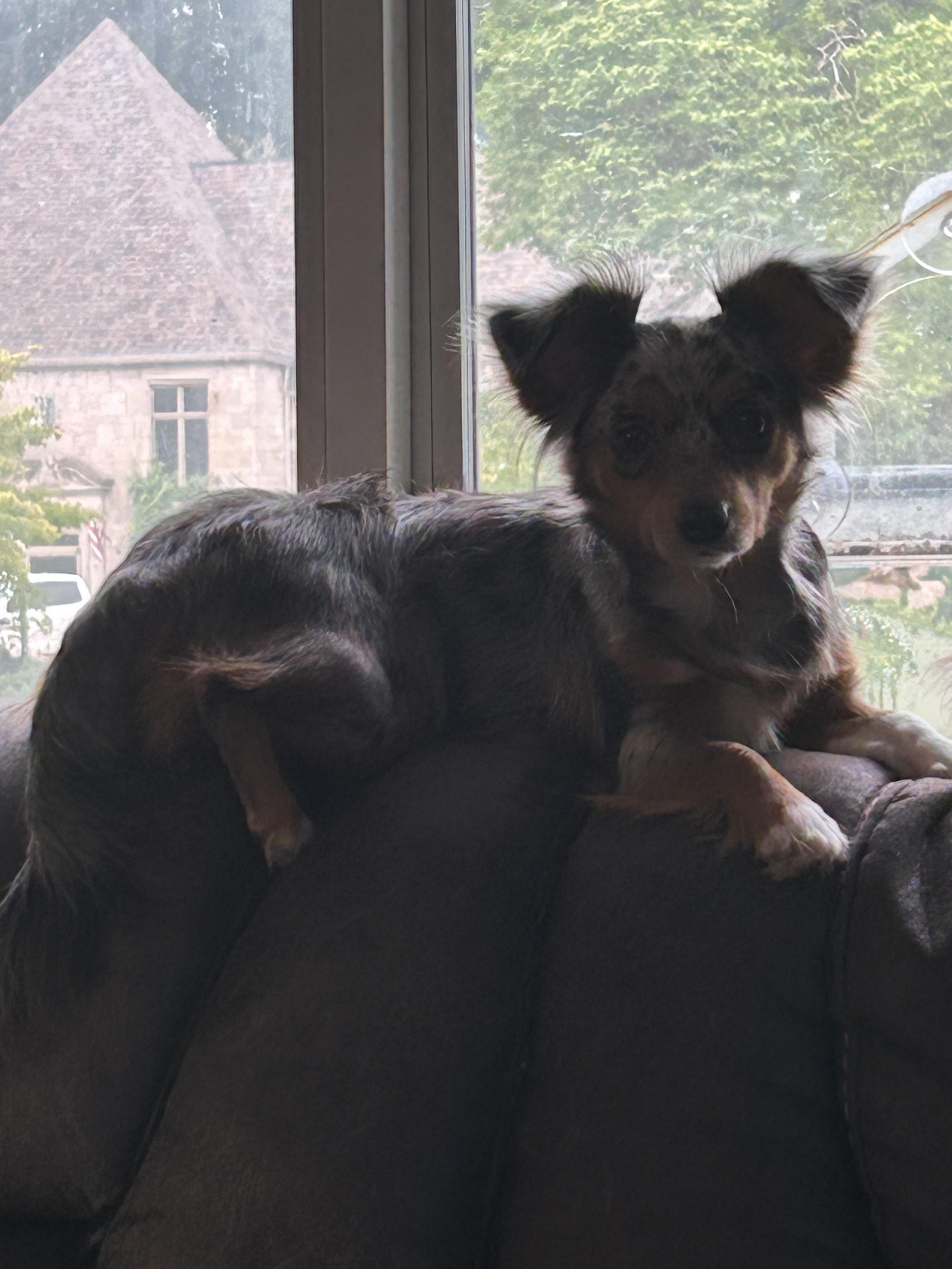 Enlarge MOLLY (tiny mini), an adopted mixed breed in Elyria, OH image 5/5