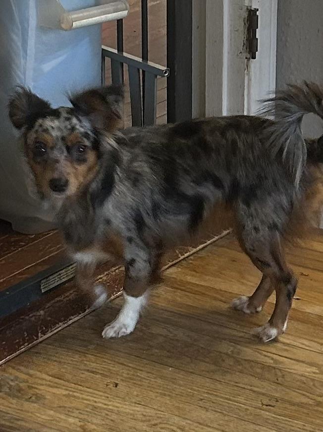 Enlarge MOLLY (tiny mini), an adopted mixed breed in Elyria, OH image 2/5