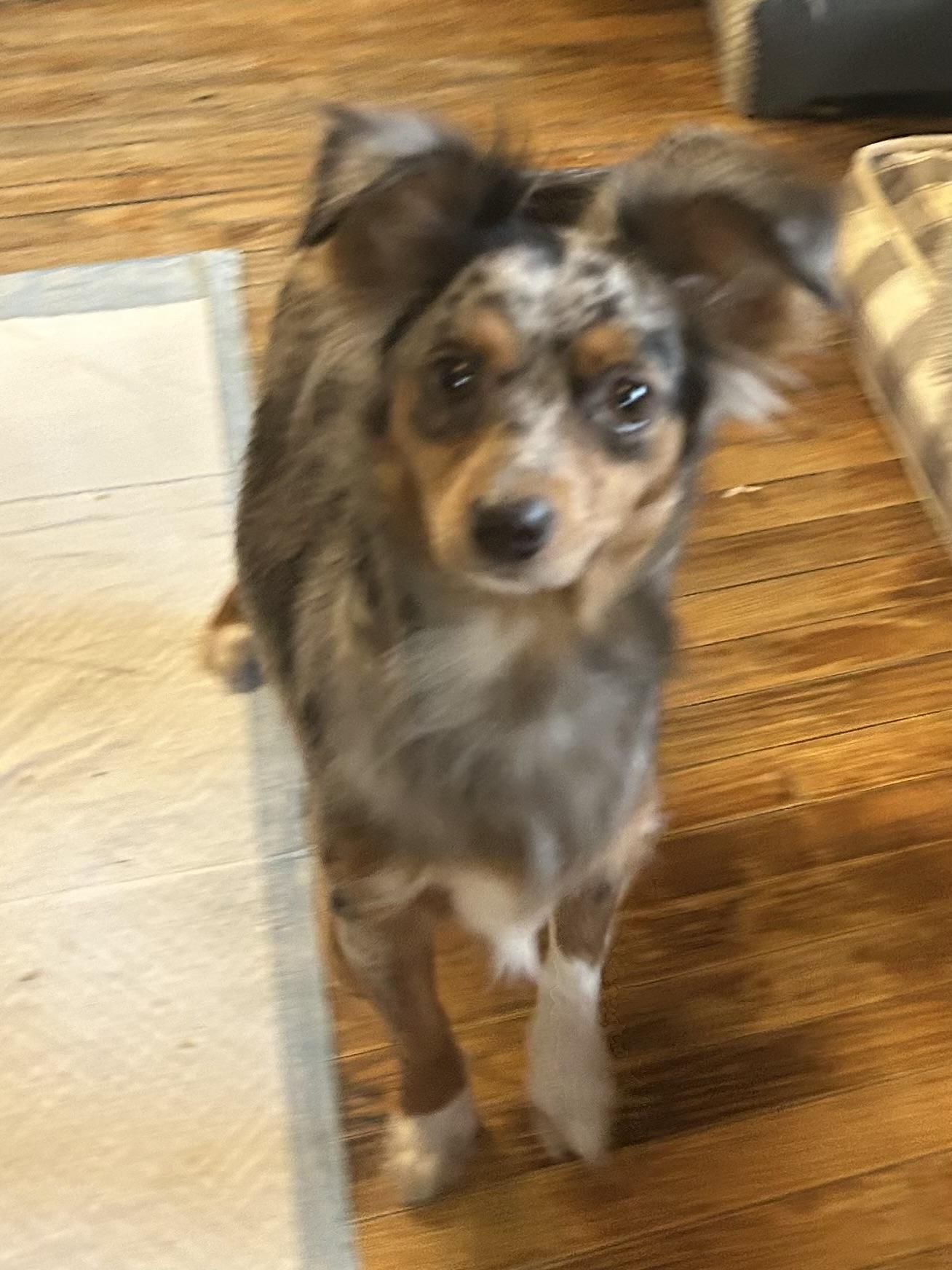 Enlarge MOLLY (tiny mini), an adopted mixed breed in Elyria, OH image 3/5