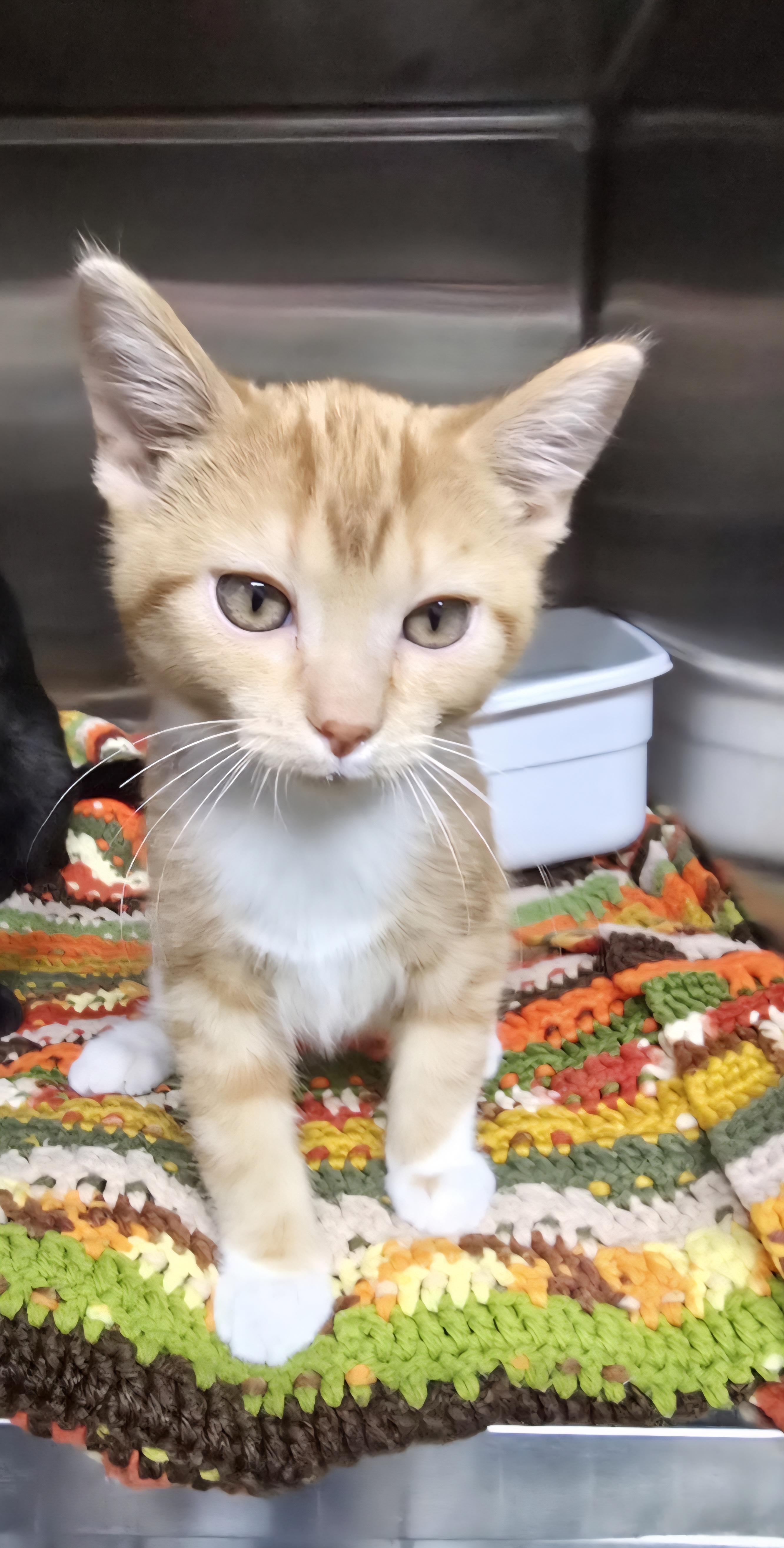 Twix-* adoption pending*, ADOPTABLE, Young Male Domestic Short Hair.