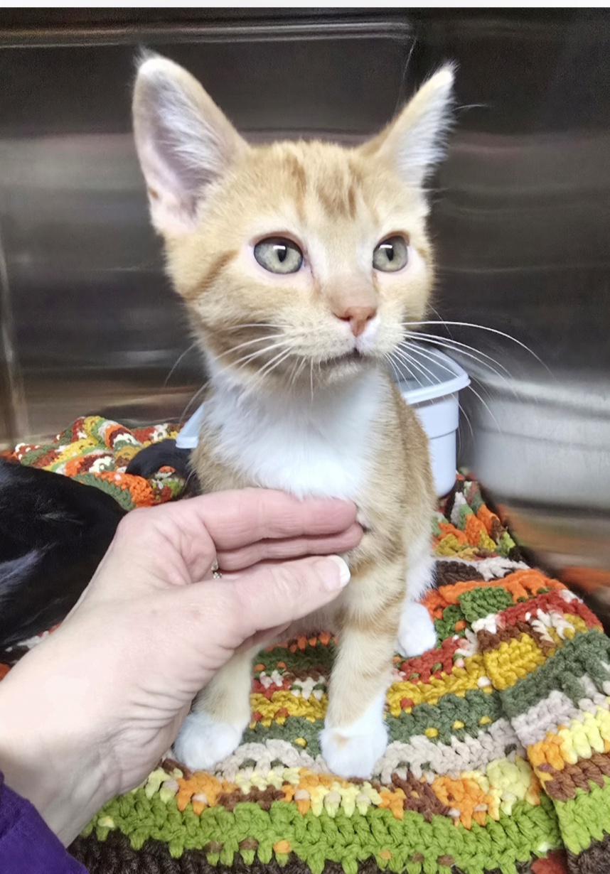 Enlarge Twix-* adoption pending*, a ADOPTABLE Domestic Short Hair in Jamestown, ND image 2/6