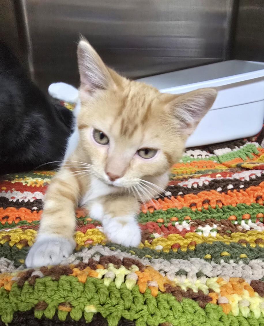 Enlarge Twix-* adoption pending*, a ADOPTABLE Domestic Short Hair in Jamestown, ND image 6/6