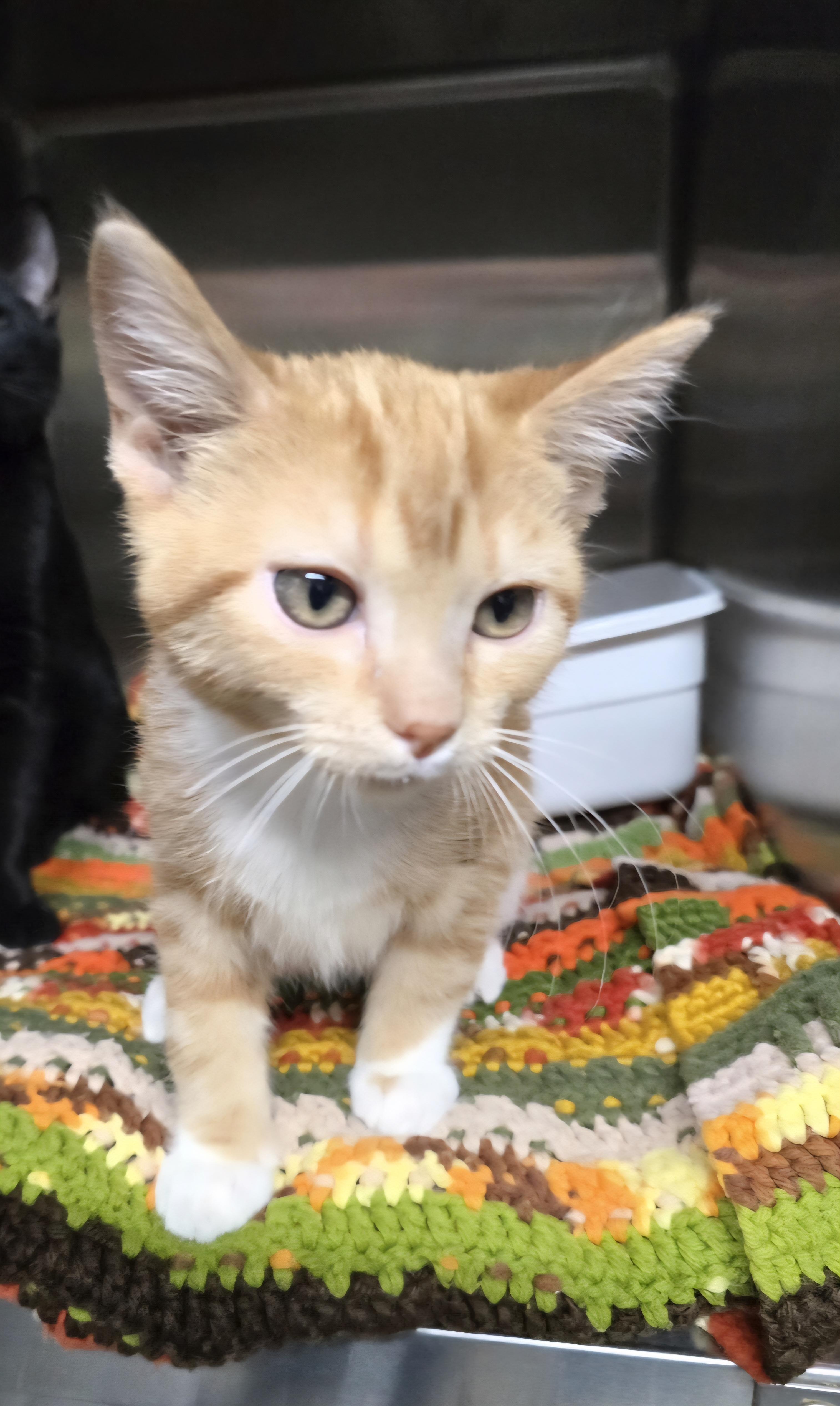 Enlarge Twix-* adoption pending*, a ADOPTABLE Domestic Short Hair in Jamestown, ND image 4/6