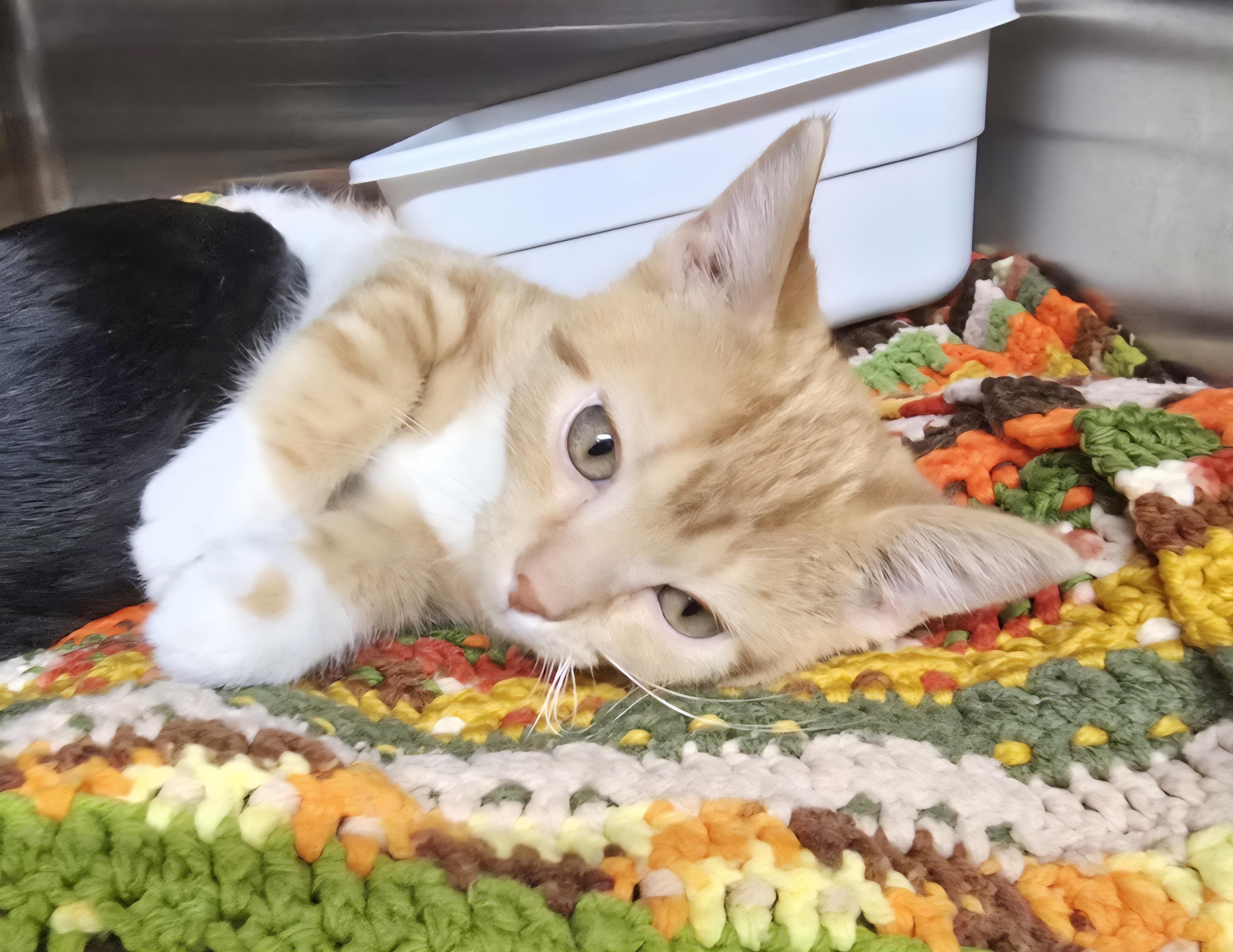 Enlarge Twix-* adoption pending*, a ADOPTABLE Domestic Short Hair in Jamestown, ND image 3/6