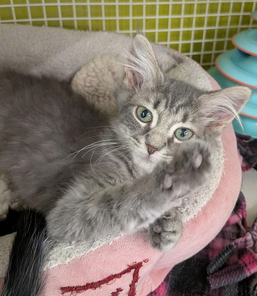 Hollyhock, Adoptable, Kitten Female Domestic Short Hair.