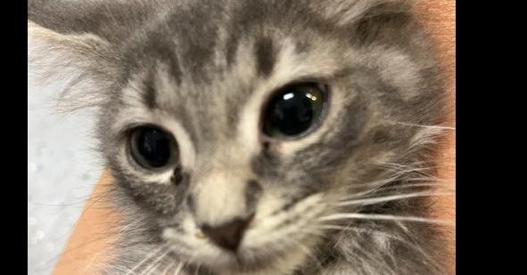 Hollyhock, a Adoptable Domestic Short Hair in Anoka, MN image 2/2