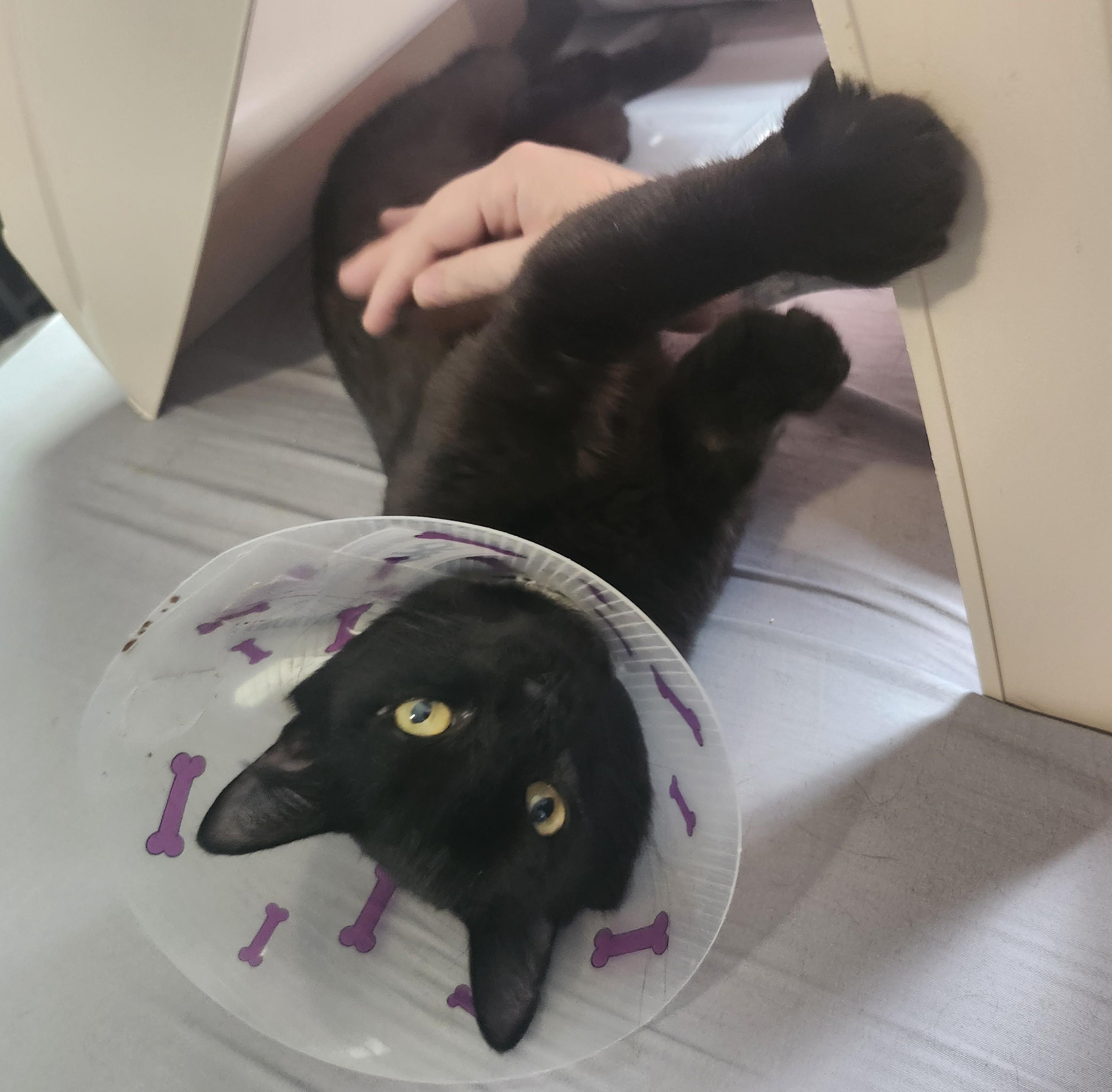 Stout, a ADOPTABLE Domestic Short Hair in Saanichton, BC image 2/6
