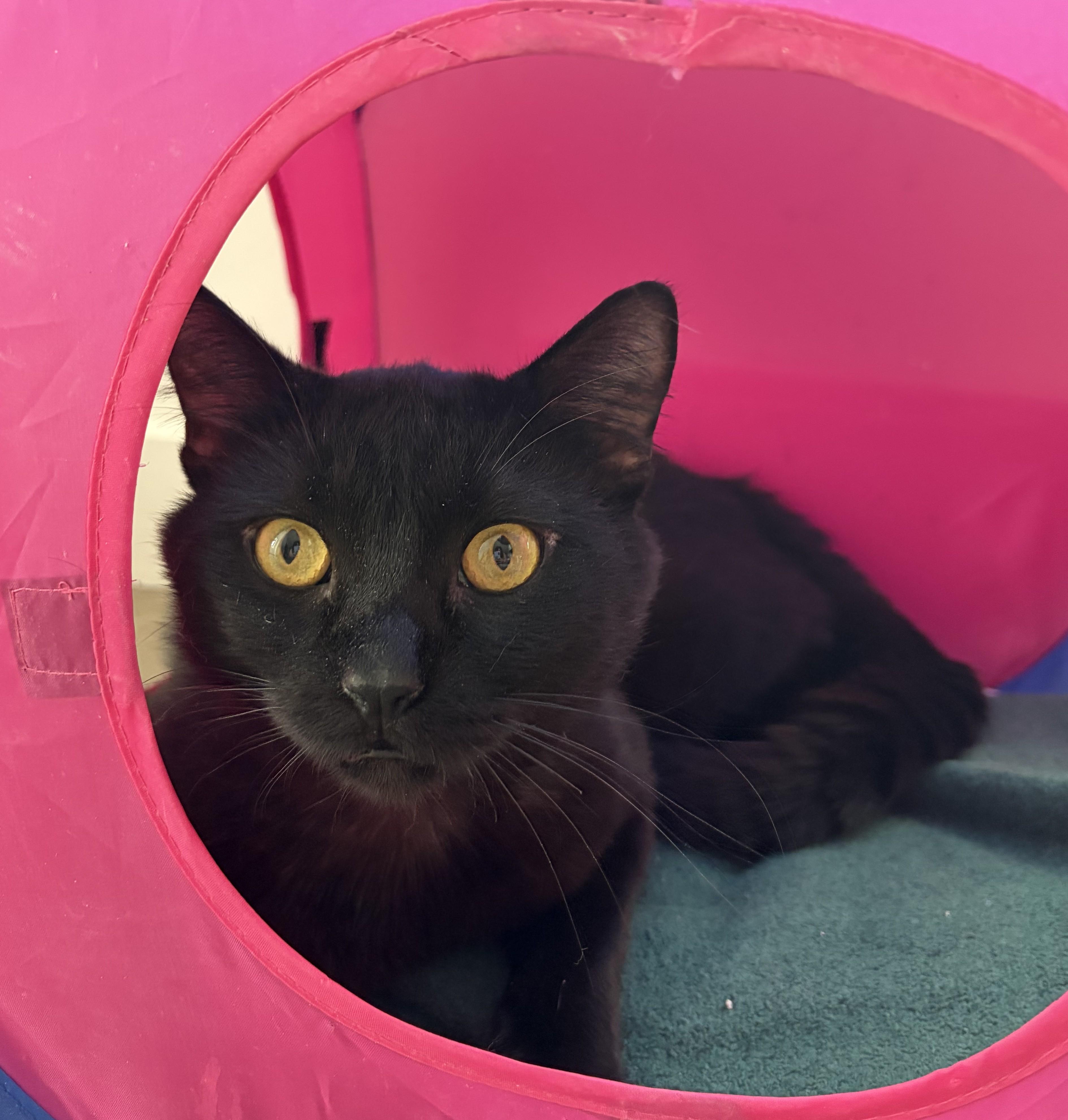 Stout, a ADOPTABLE Domestic Short Hair in Saanichton, BC image 5/6