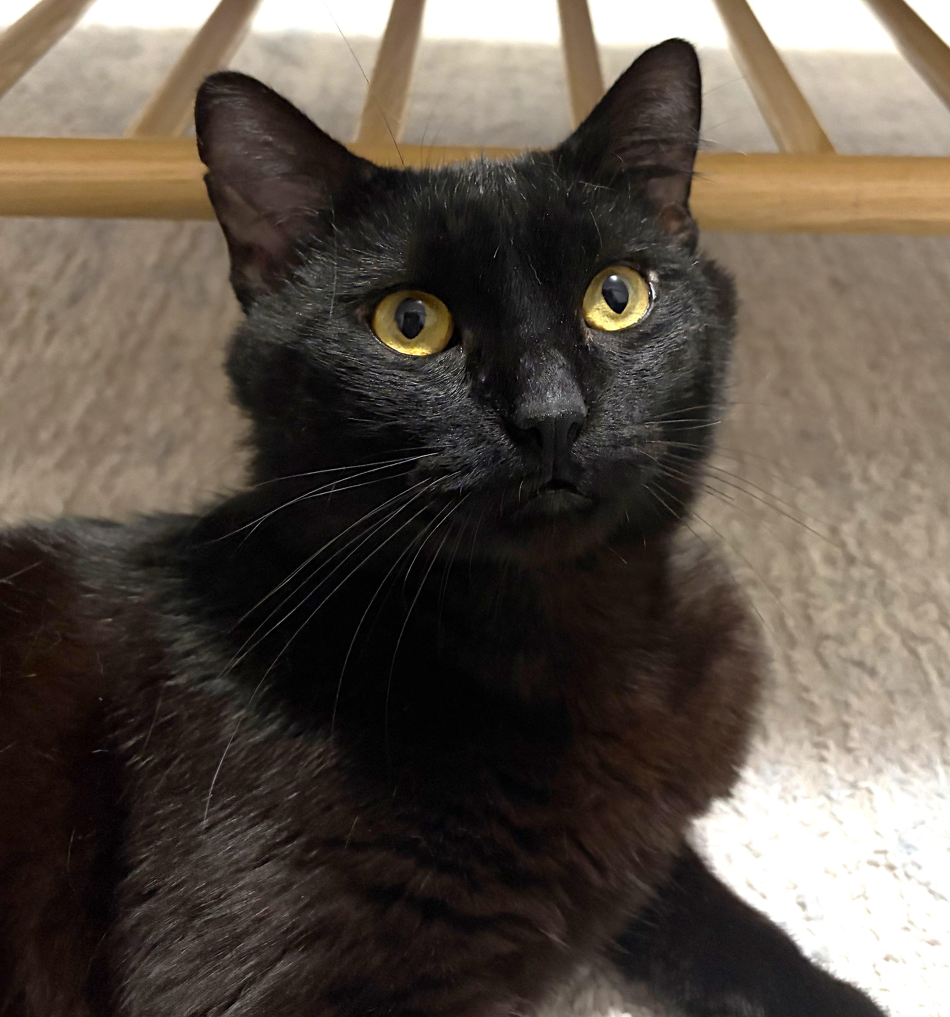 Stout, ADOPTABLE, Adult Male Domestic Short Hair.