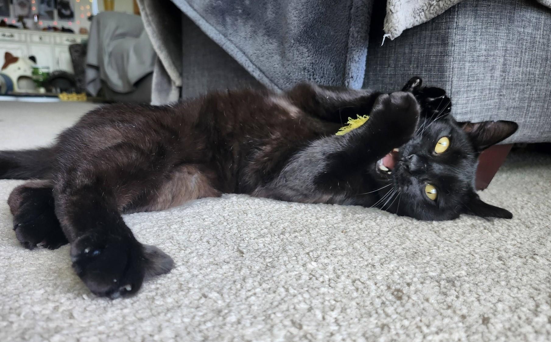 Stout, a ADOPTABLE Domestic Short Hair in Saanichton, BC image 6/6