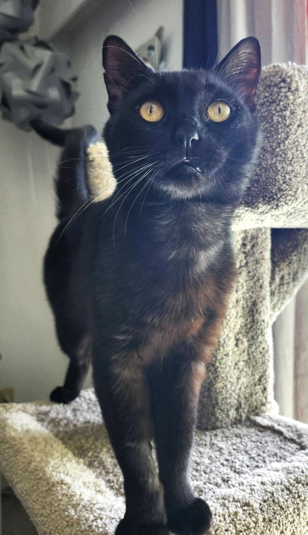 Stout, a ADOPTABLE Domestic Short Hair in Saanichton, BC image 3/6