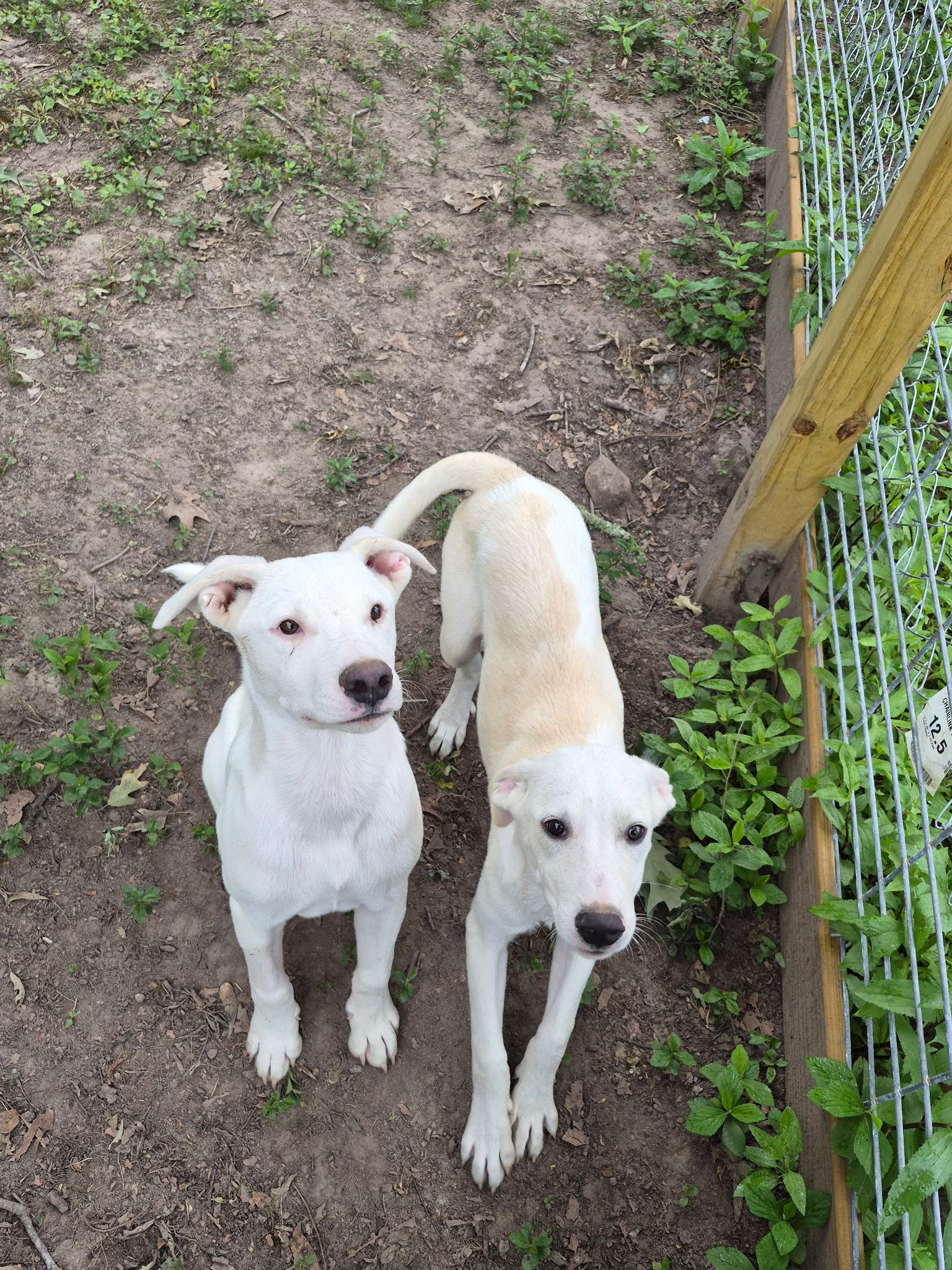 Enlarge Bucky, a Adoptable mixed breed in Livingston, TX image 1/2