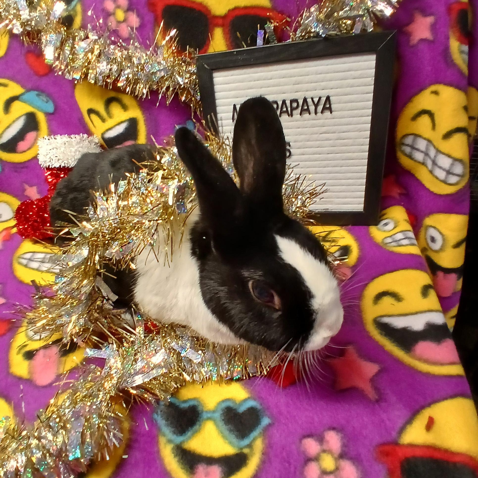 Mr Papaya Pants, a Adoptable Dutch in Dearborn, MO image 5/6