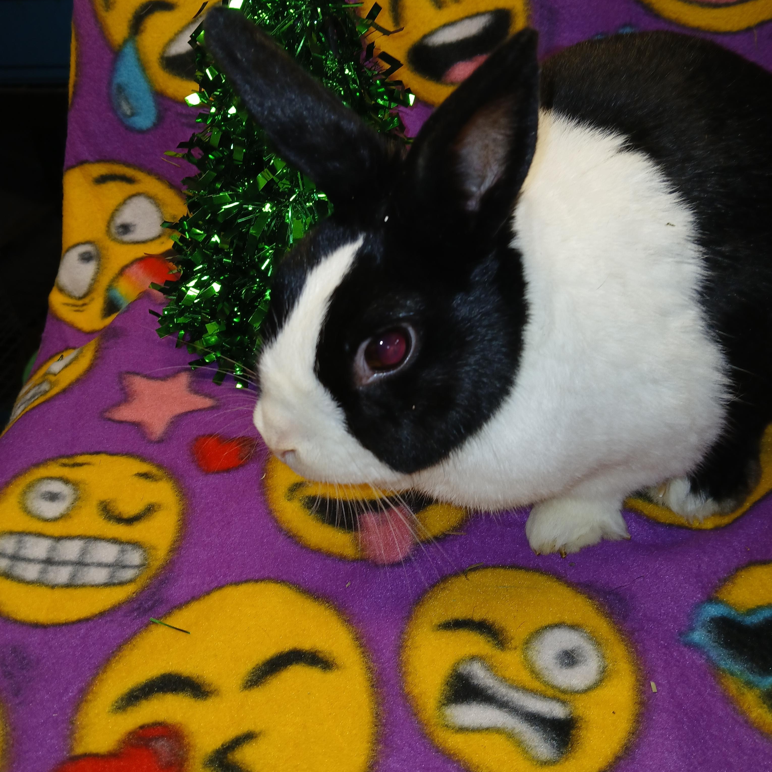 Mr Papaya Pants, Adoptable, Adult Male Dutch.