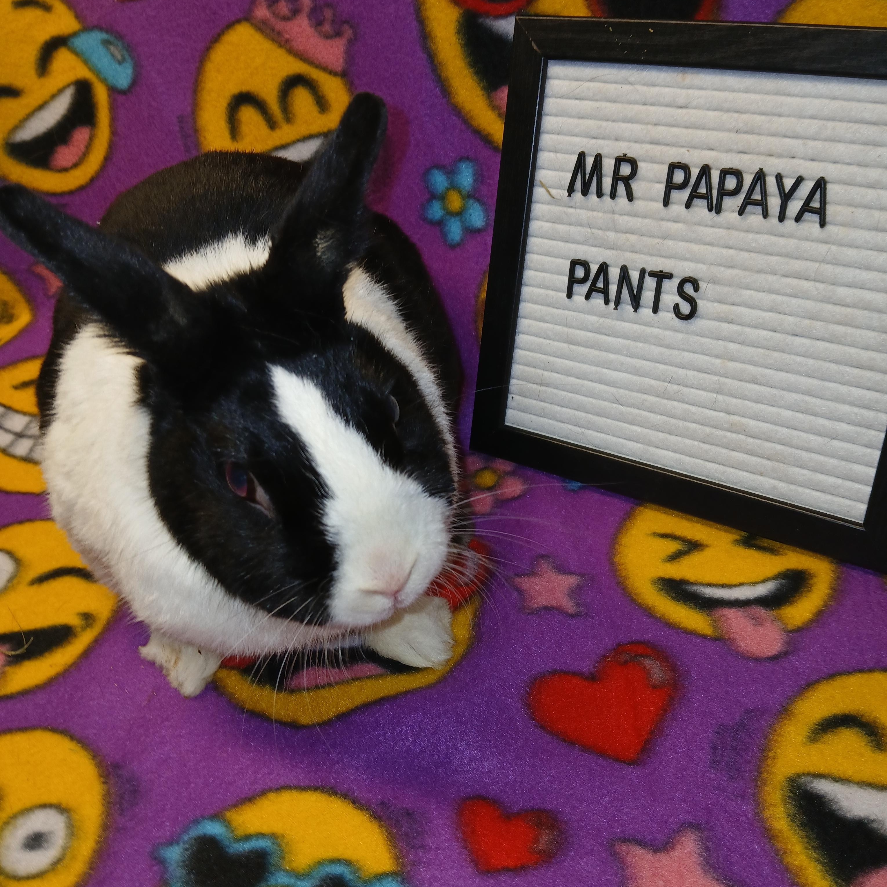 Mr Papaya Pants, a Adoptable Dutch in Dearborn, MO image 3/6