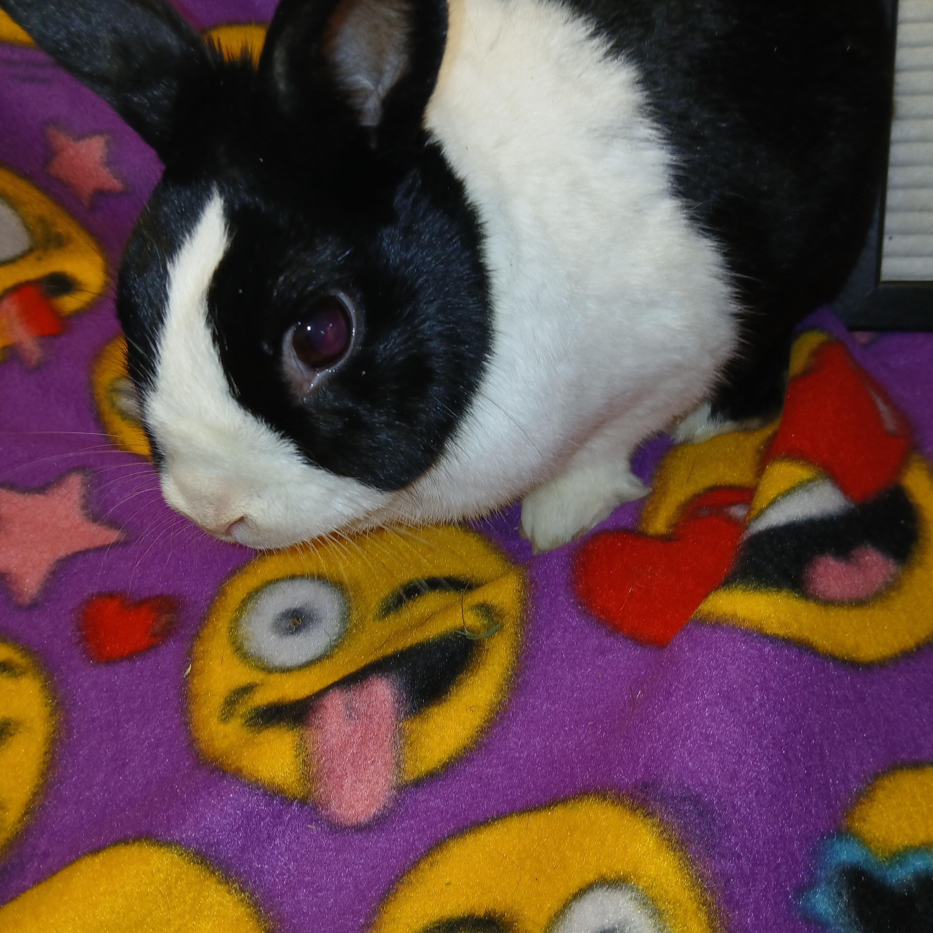 Mr Papaya Pants, a Adoptable Dutch in Dearborn, MO image 6/6