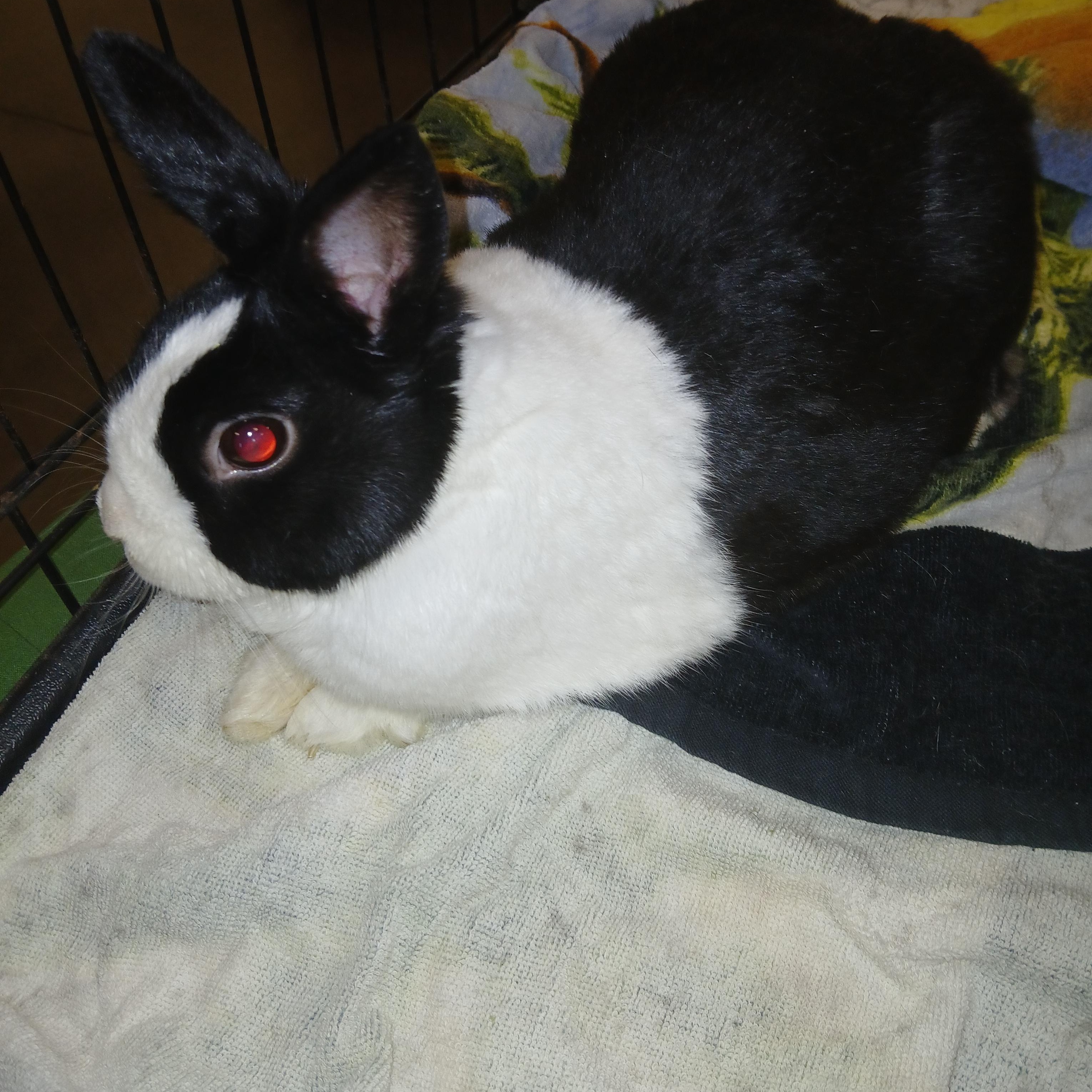 Mr Papaya Pants, a Adoptable Dutch in Dearborn, MO image 2/6