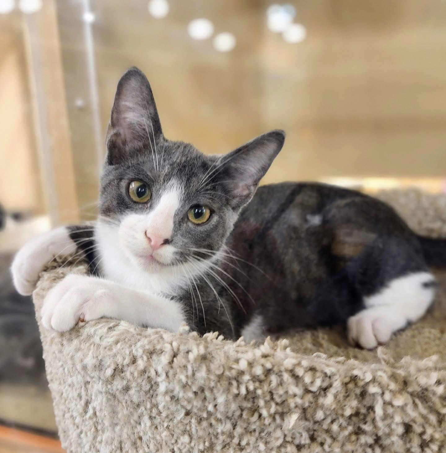 Enlarge Milo, a Adoptable mixed breed in Garland, TX image 1/3