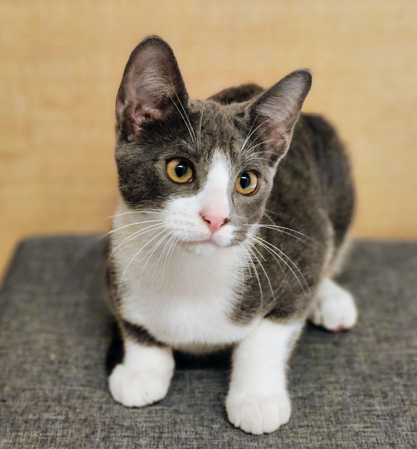 Enlarge Milo, a Adoptable mixed breed in Garland, TX image 2/3