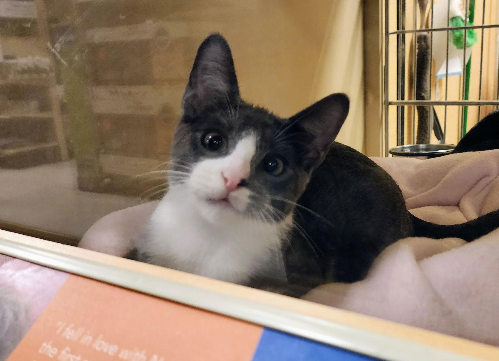 Enlarge Milo, a Adoptable mixed breed in Garland, TX image 3/3