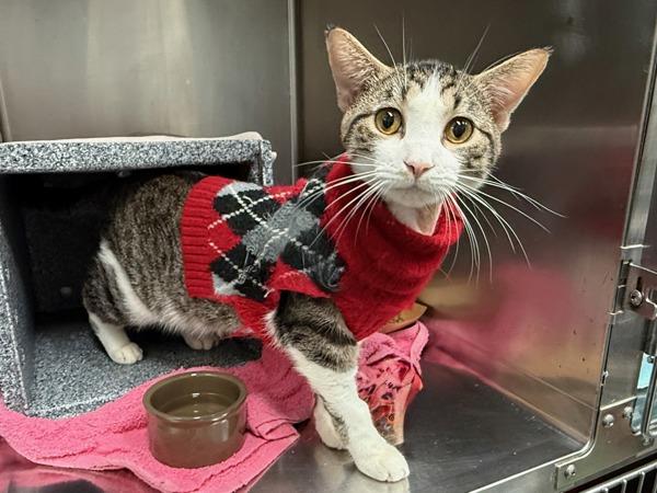 White Rhyme, Adoptable, Young Male Domestic Short Hair.