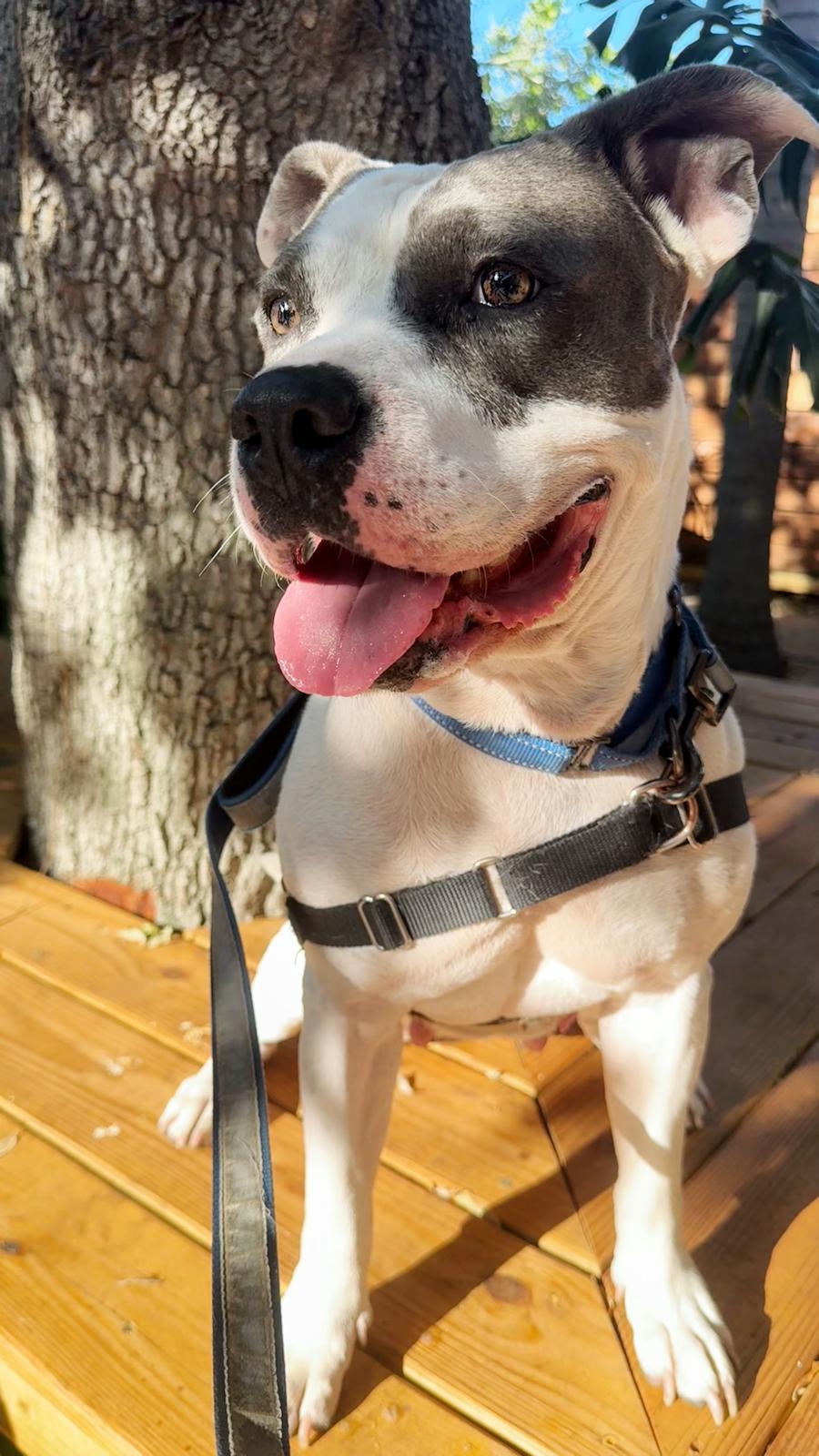 Adele, Adoptable, Adult Female American Bulldog & Bull Terrier.