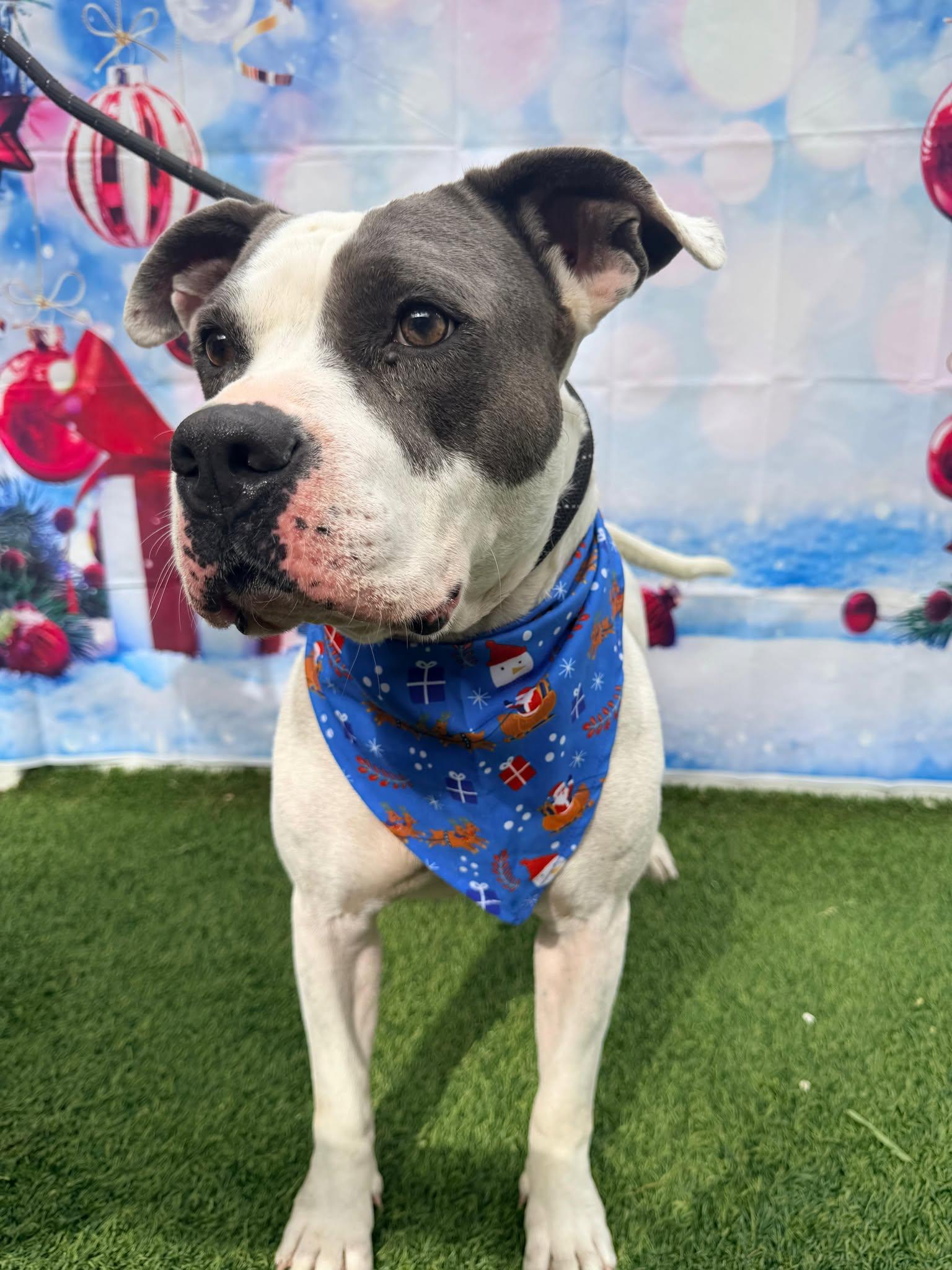 Adele, a Adoptable mixed breed in Pompano Beach, FL image 2/3