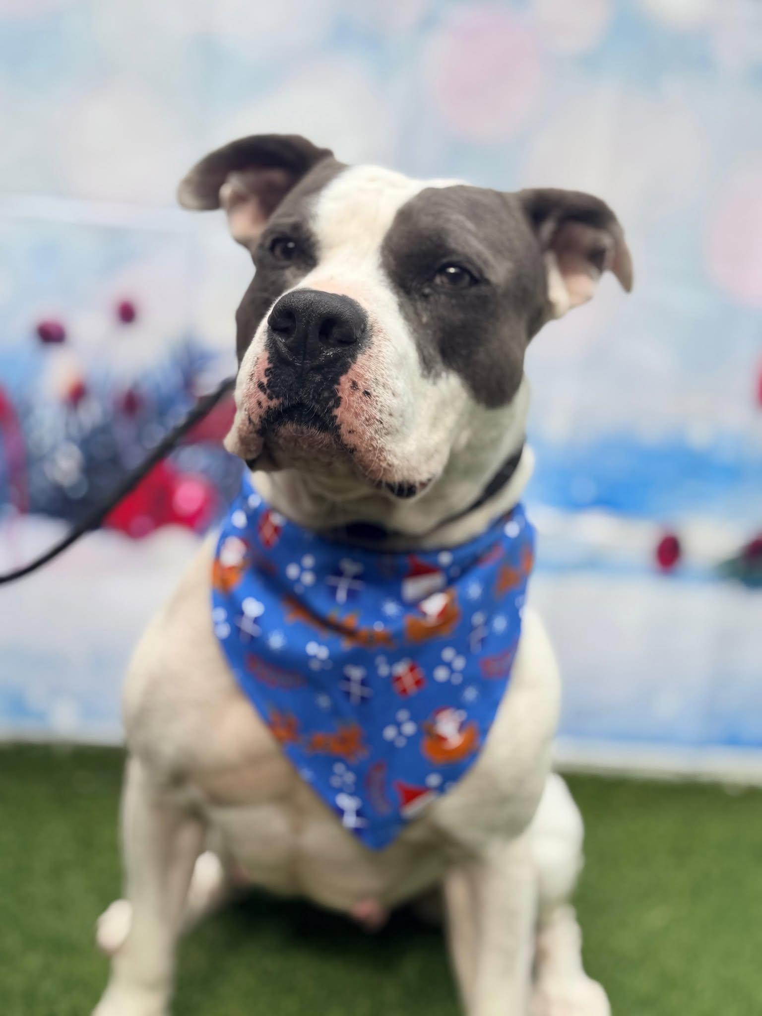 Adele, a Adoptable mixed breed in Pompano Beach, FL image 3/3