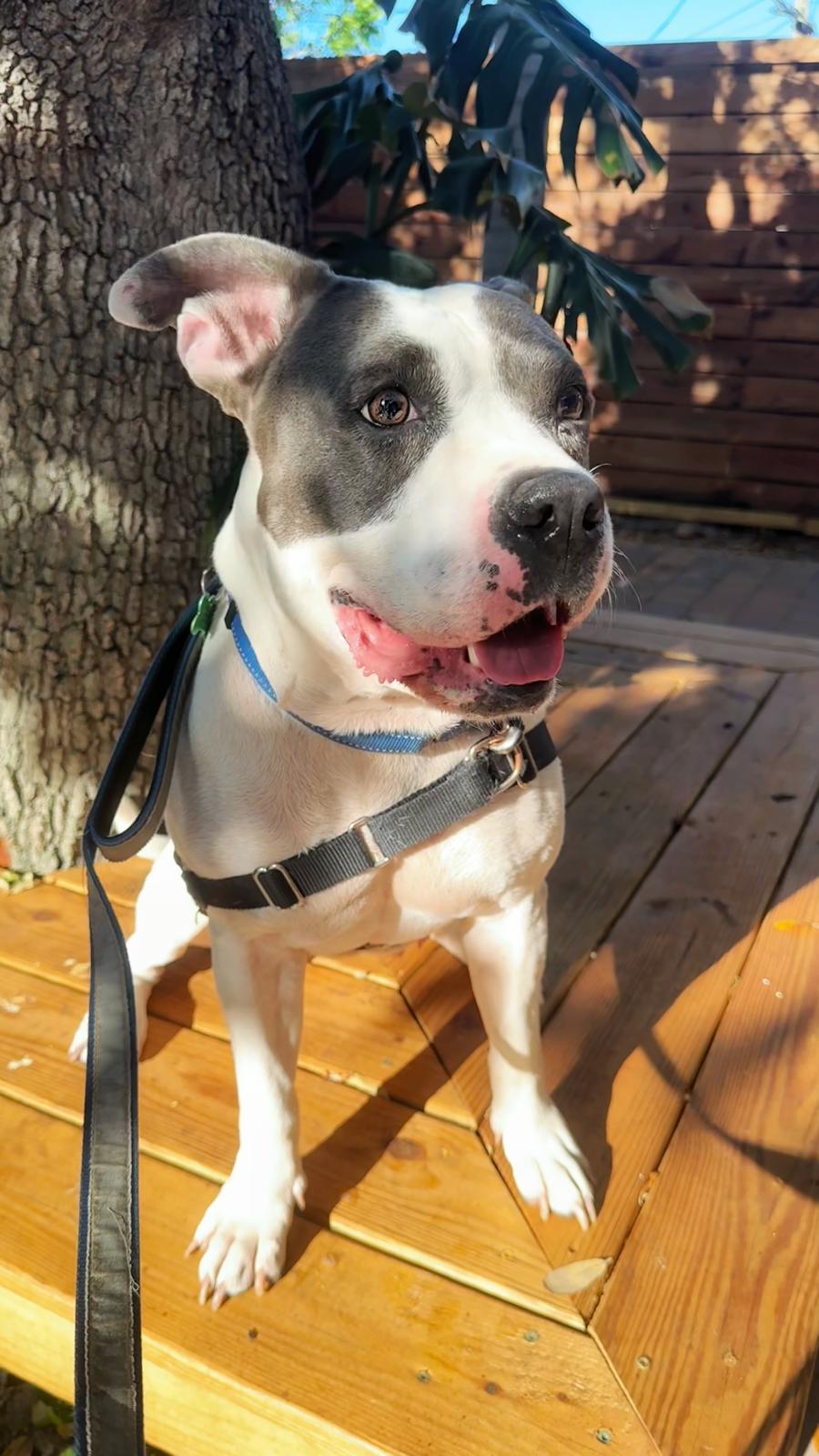 Adele, a Adoptable mixed breed in Pompano Beach, FL image 2/3