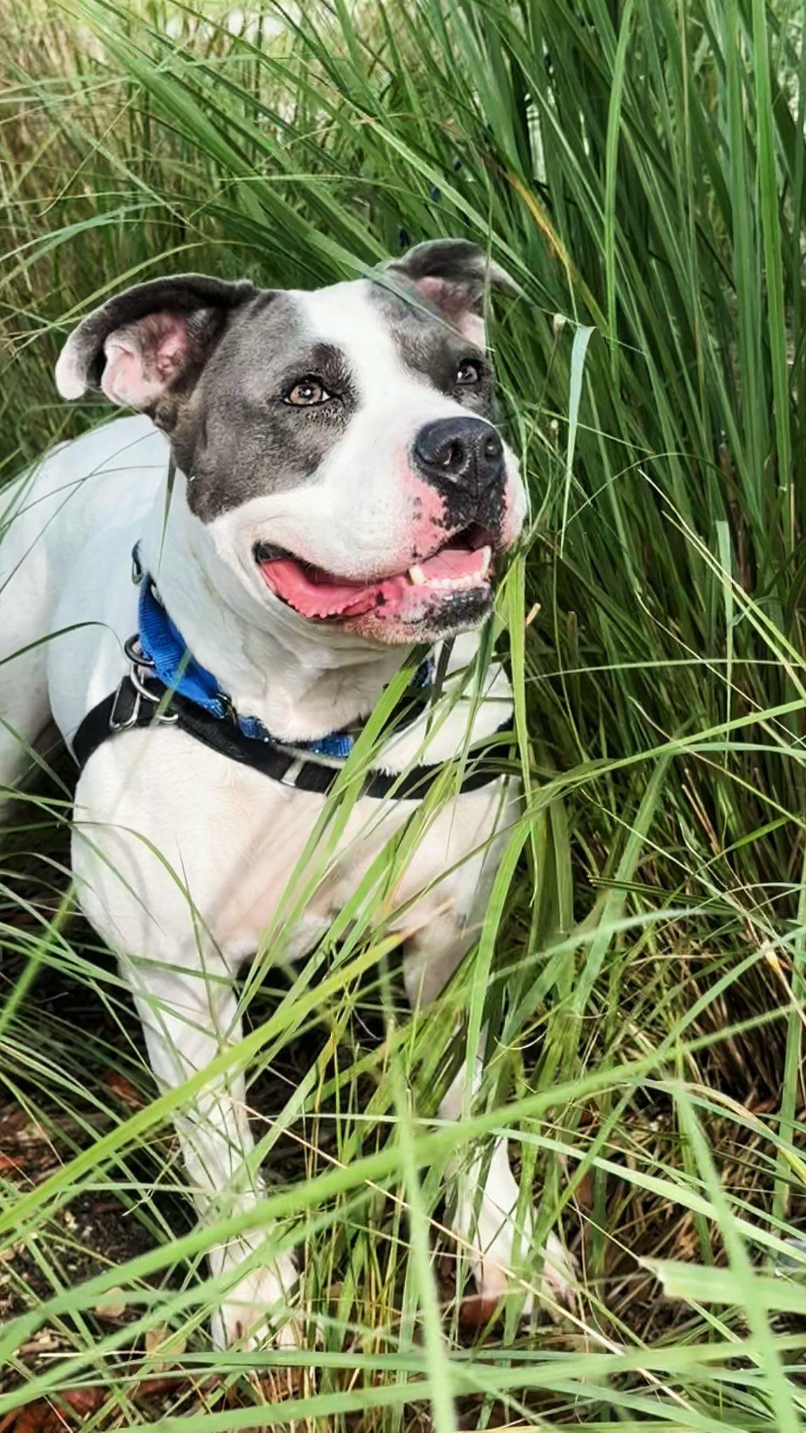 Adele, a Adoptable mixed breed in Pompano Beach, FL image 3/3