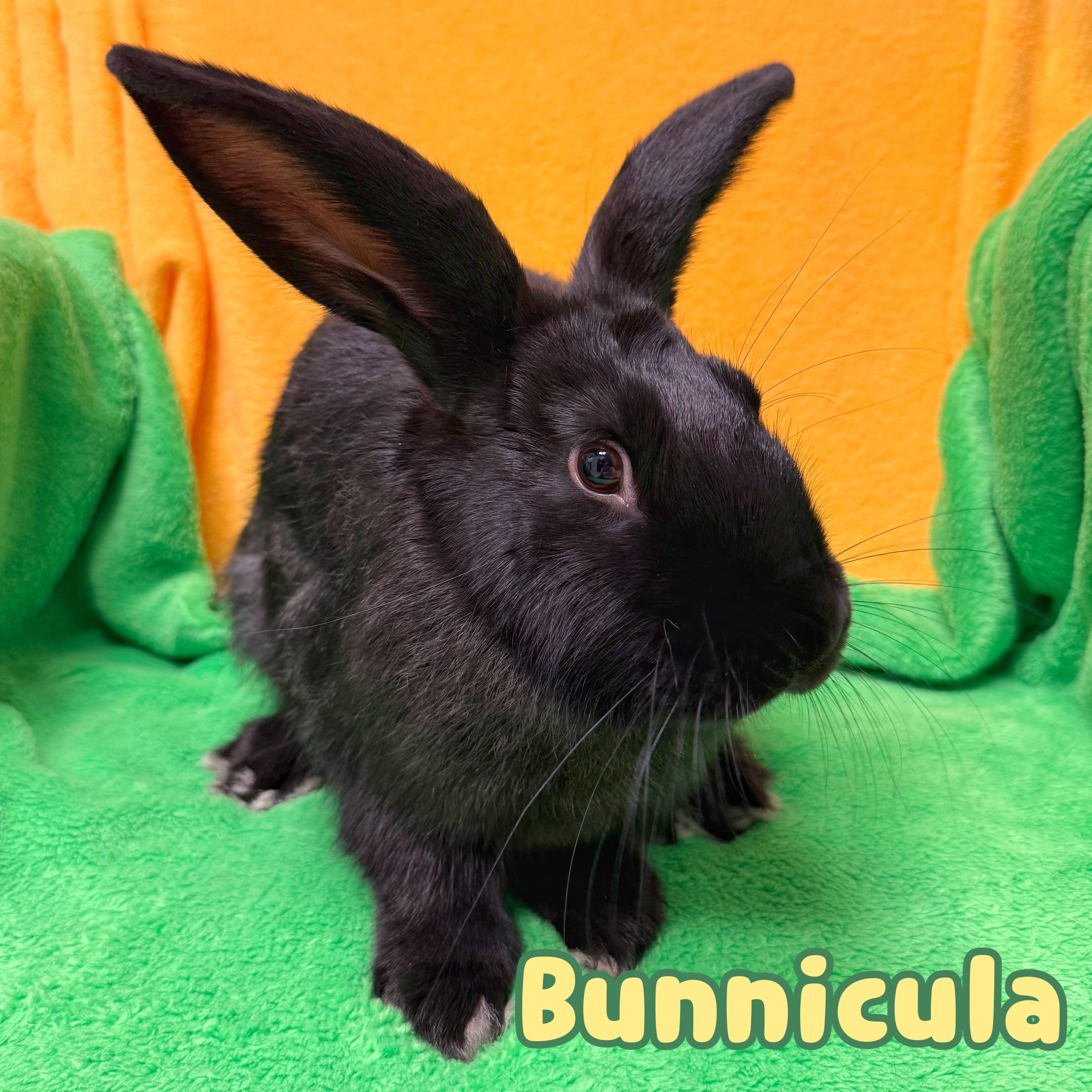 Bunnicula, Adoptable, Young Male Bunny Rabbit.