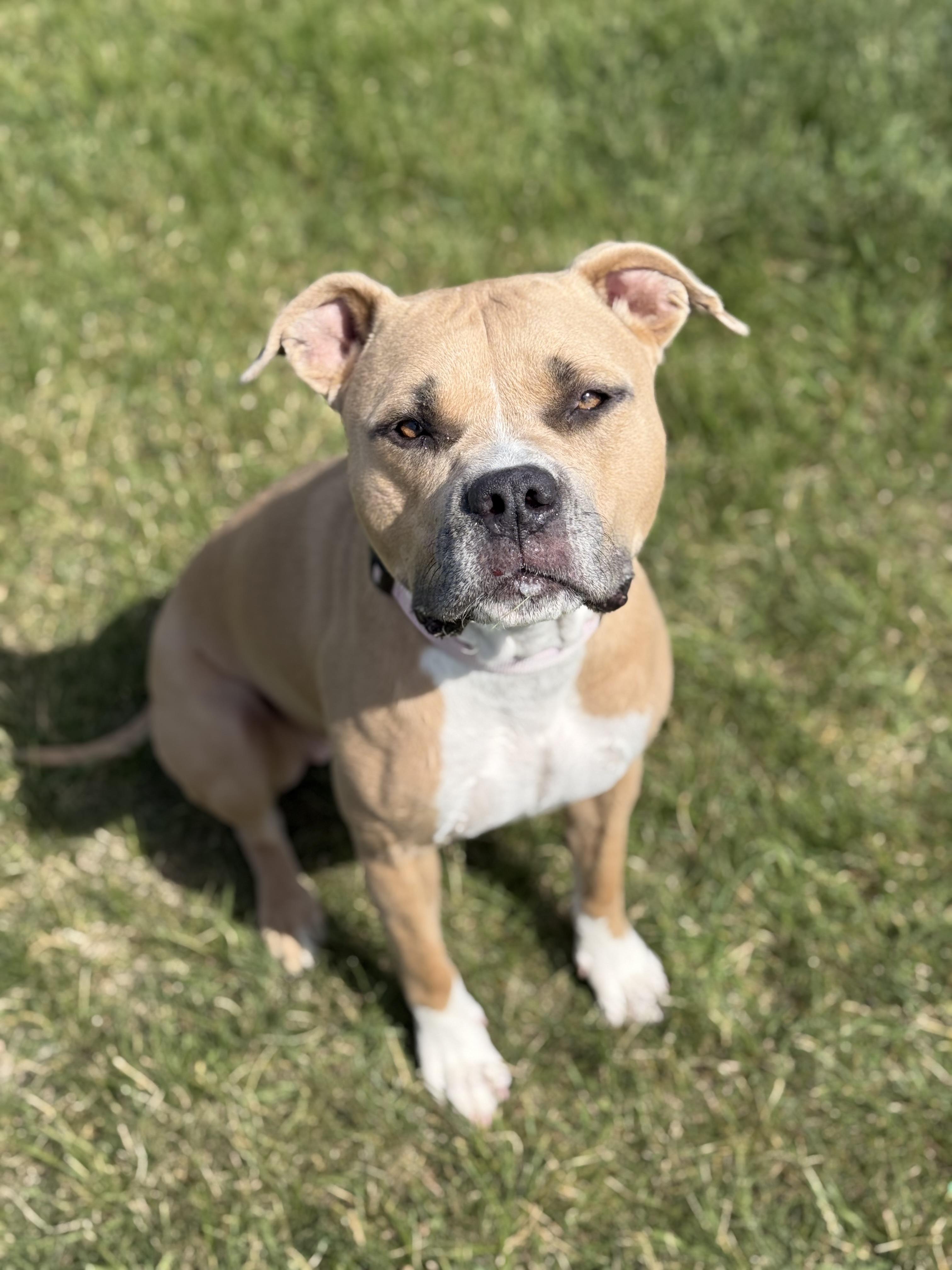 Lil Mama, an adoptable mixed breed in Eagle, CO image 3/6
