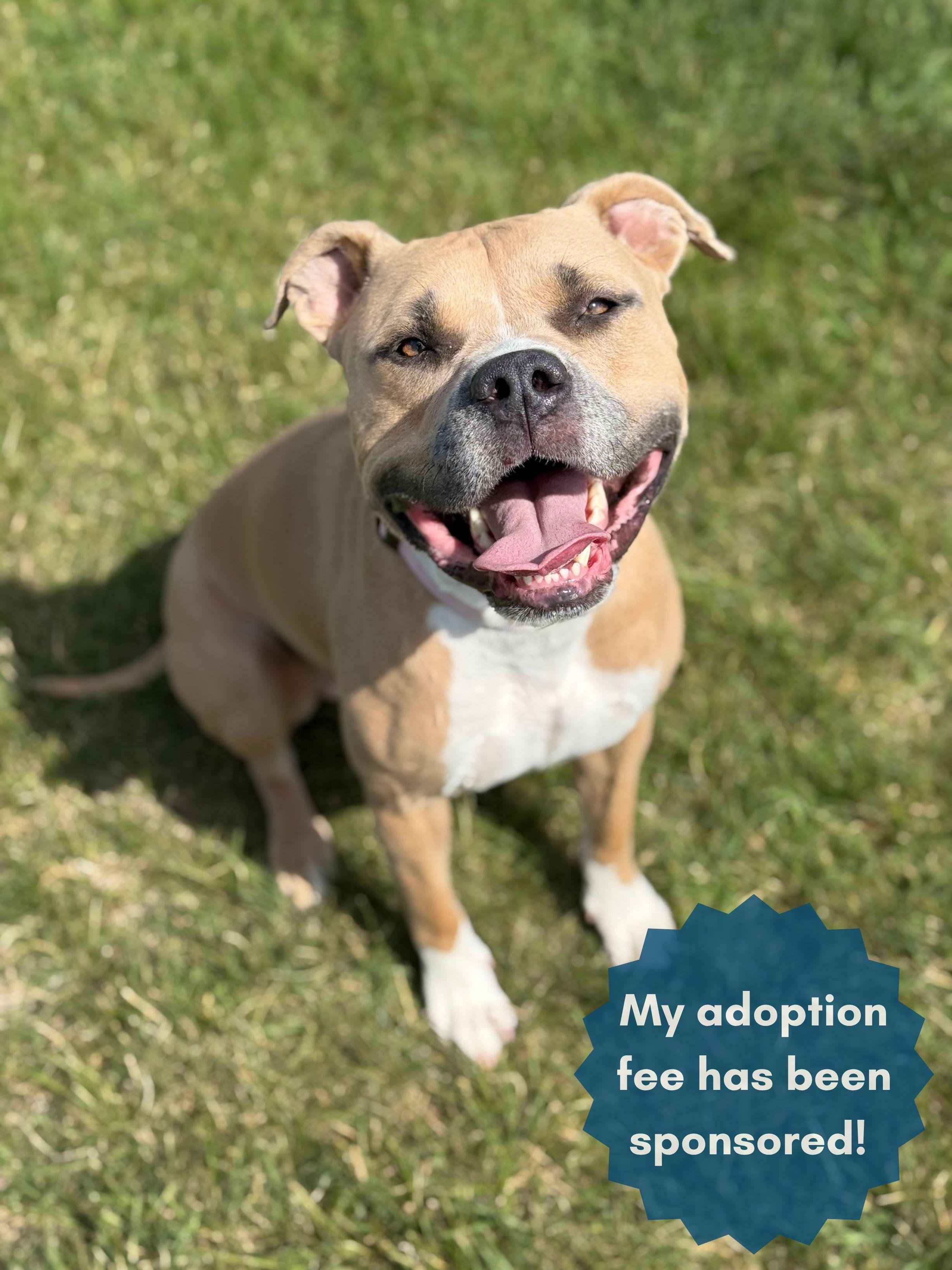 Enlarge Lil Mama, a Adoptable mixed breed in Eagle, CO image 1/6