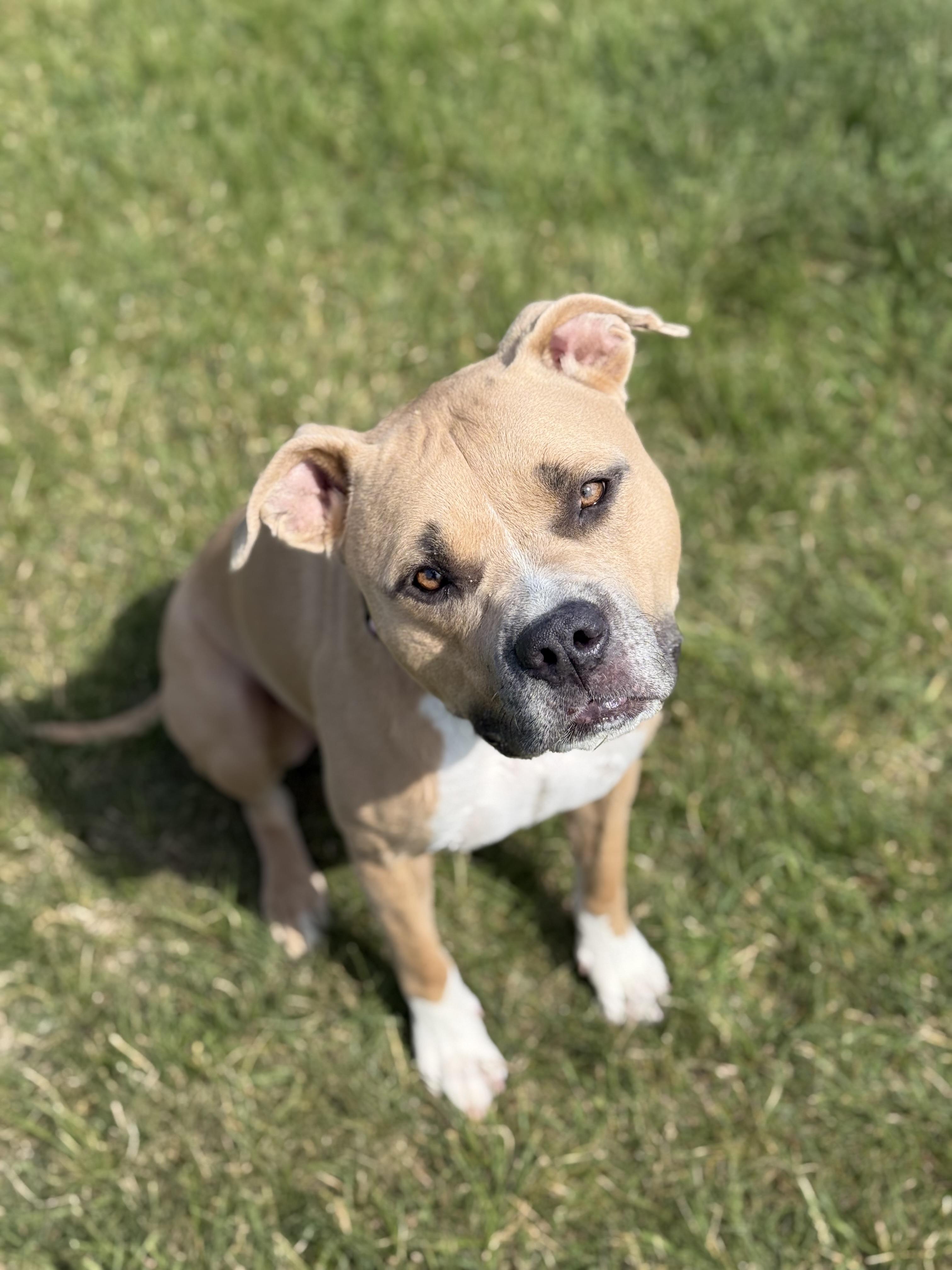 Lil Mama, an adoptable mixed breed in Eagle, CO image 5/6