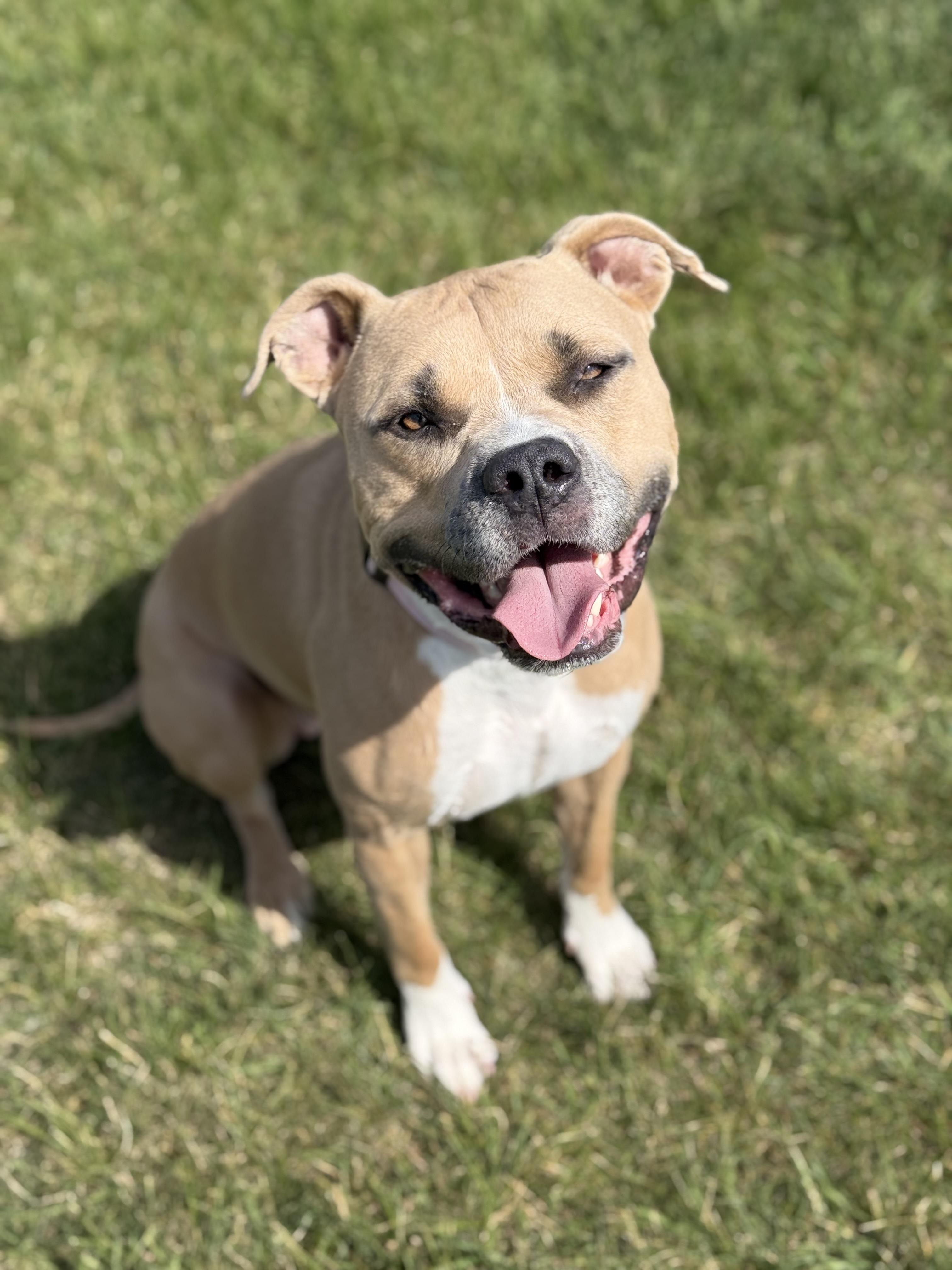 Lil Mama, adoptable, Adult Female Pit Bull Terrier & Mixed Breed.