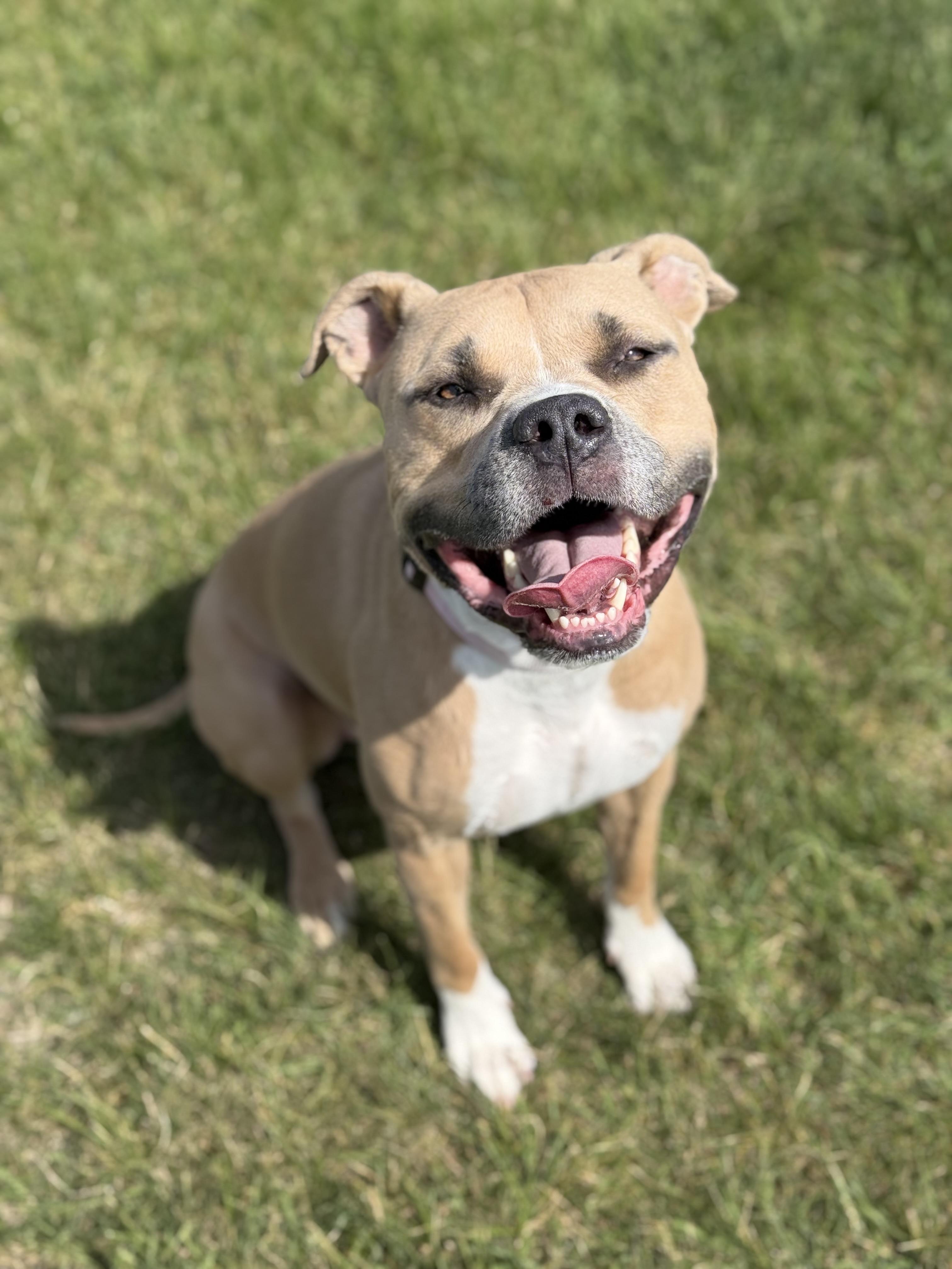 Lil Mama, an adoptable mixed breed in Eagle, CO image 4/6