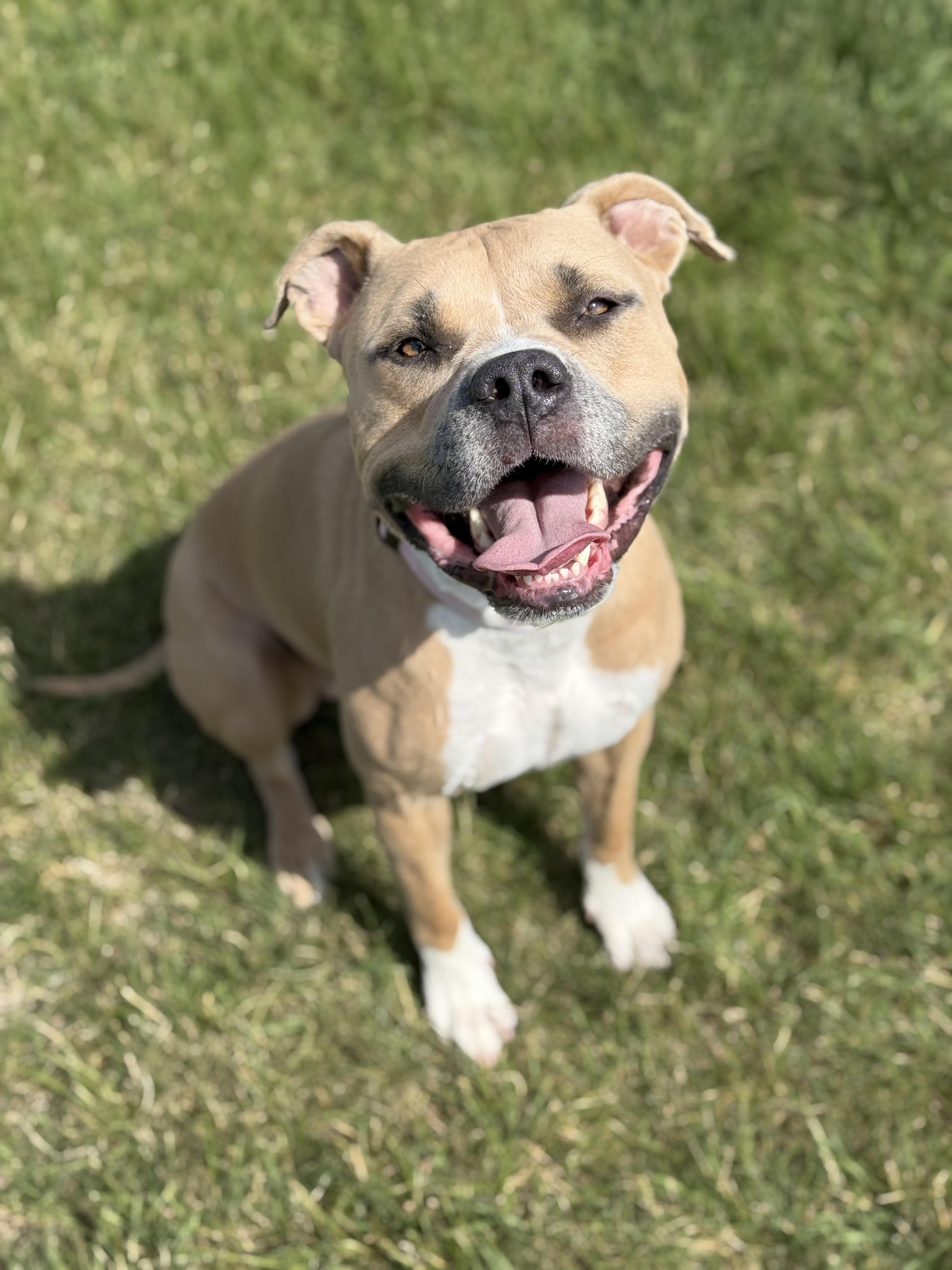 Lil Mama, an adoptable mixed breed in Eagle, CO image 6/6