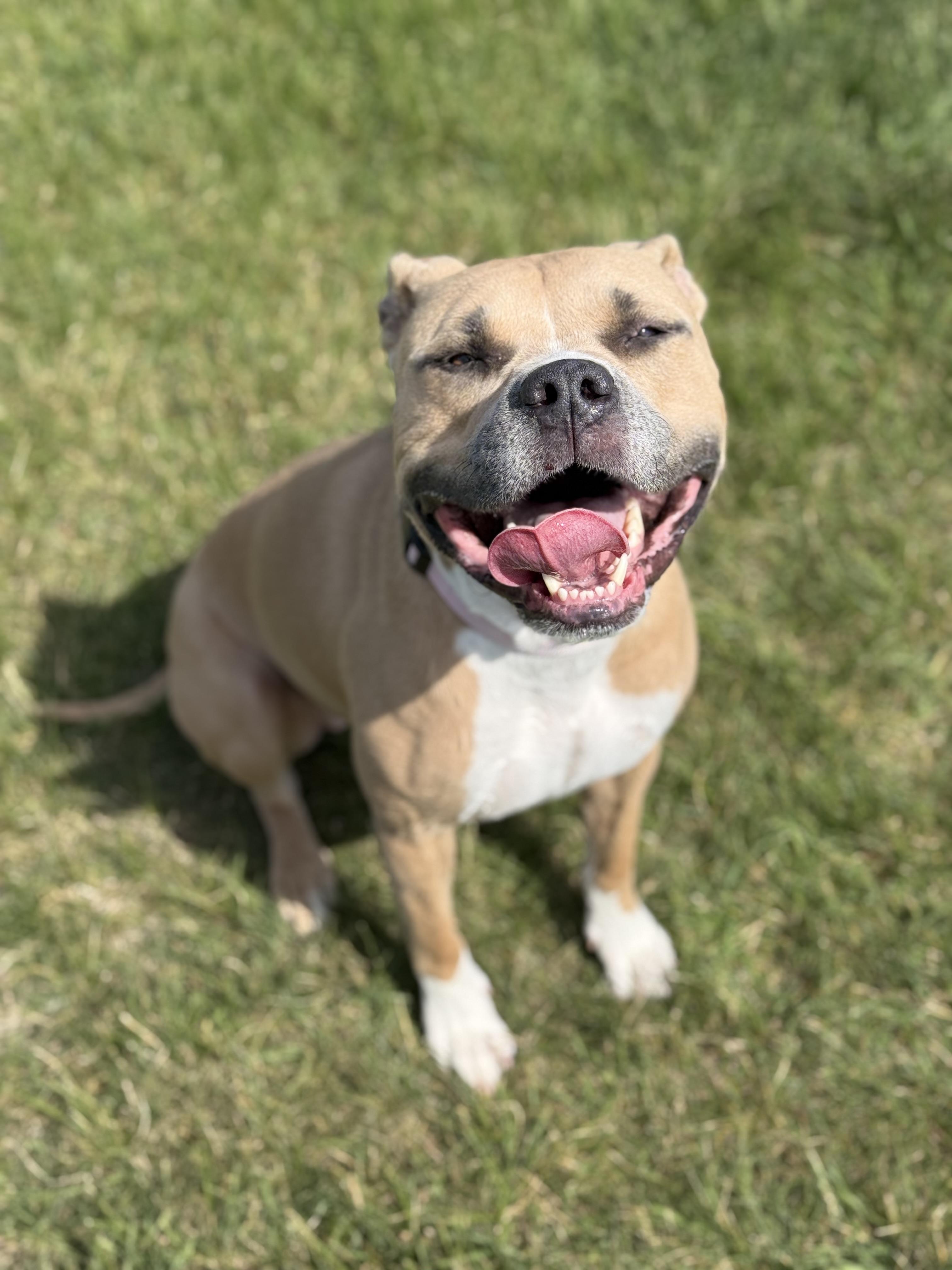 Lil Mama, an adoptable mixed breed in Eagle, CO image 2/6