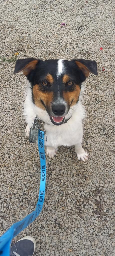 Timmy, Adoptable, Young Male Collie.