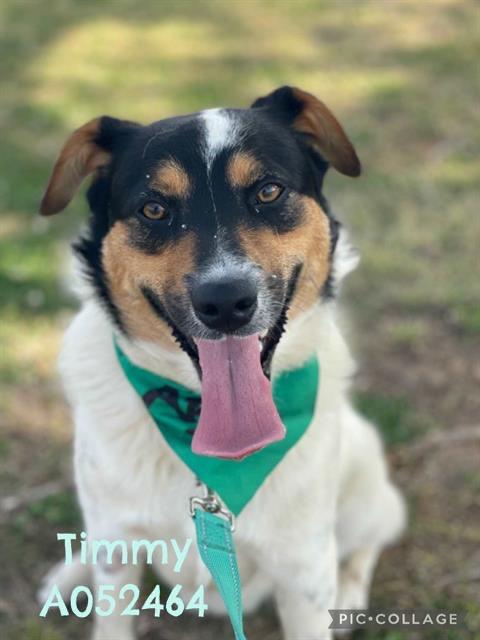 Enlarge Timmy, a Adoptable mixed breed in Newnan, GA image 2/5
