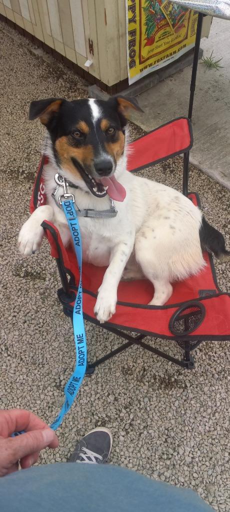 Enlarge Timmy, a Adoptable mixed breed in Newnan, GA image 5/5
