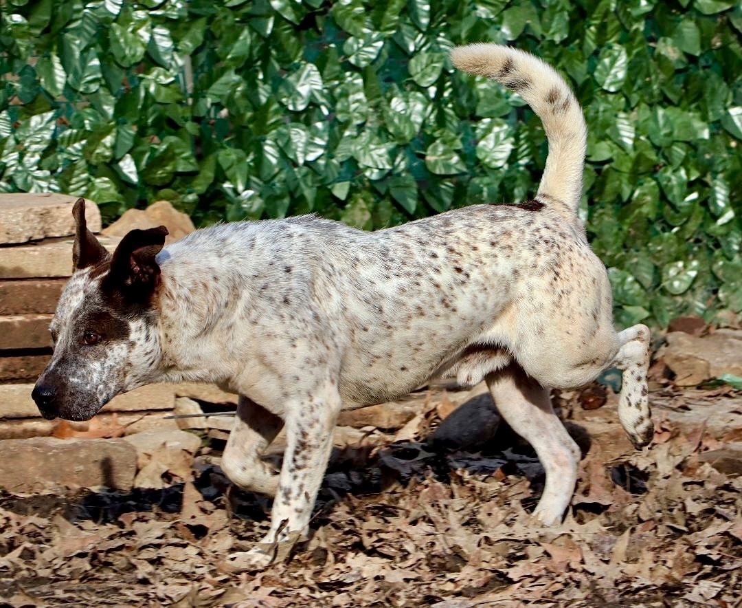 Declan, a Adoptable mixed breed in Amston, CT image 1/14