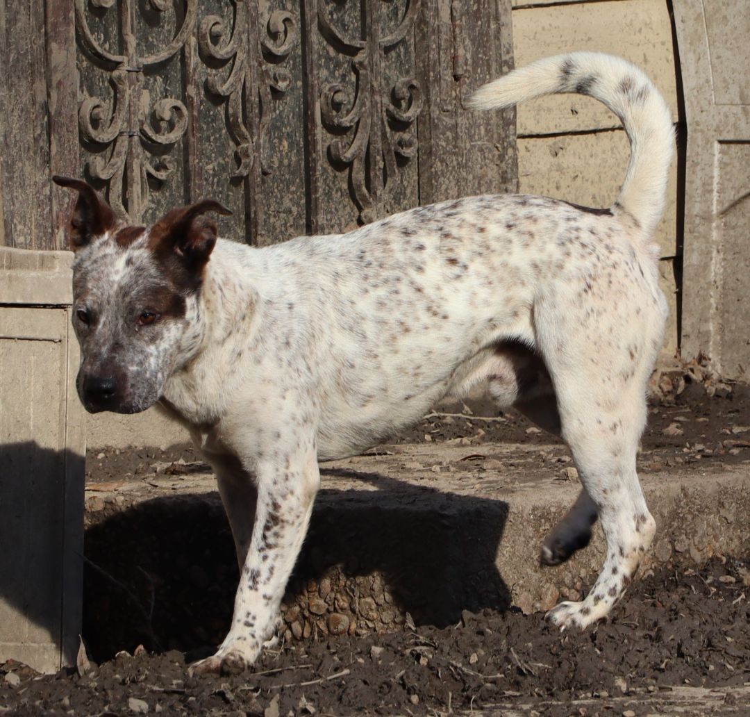 Declan, a Adoptable mixed breed in Amston, CT image 2/14