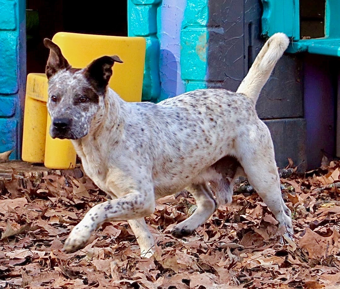Declan, a Adoptable mixed breed in Amston, CT image 3/14