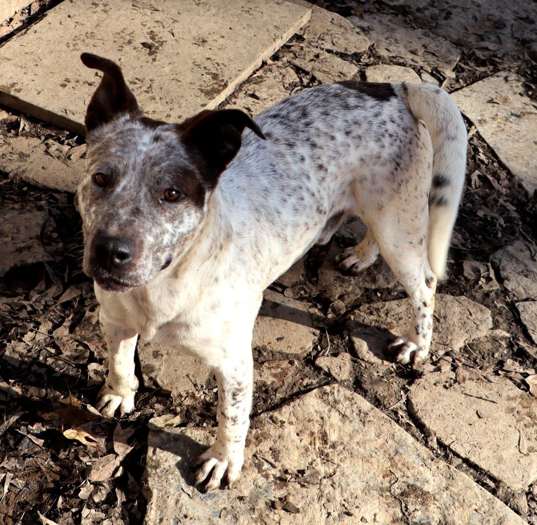 Declan, a Adoptable mixed breed in Amston, CT image 4/14