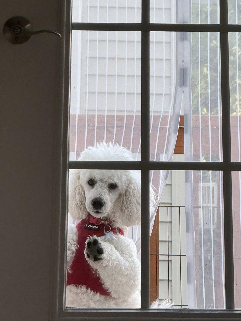 Enlarge DISCO-Courtesy Posting!, a ADOPTABLE Miniature Poodle in Somerville, MA image 1/3